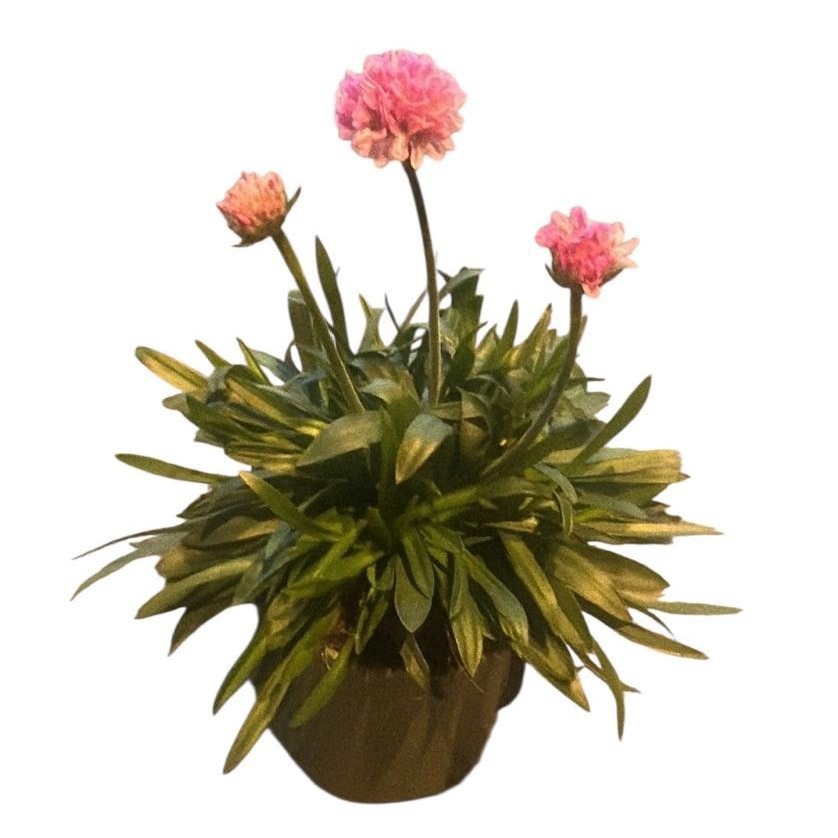 Armeria Dreameria Daydream, D 14