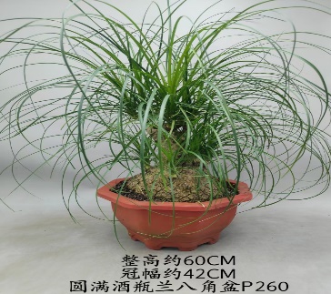 Нолина бокарнея бранч 26 60 (предзаказ)