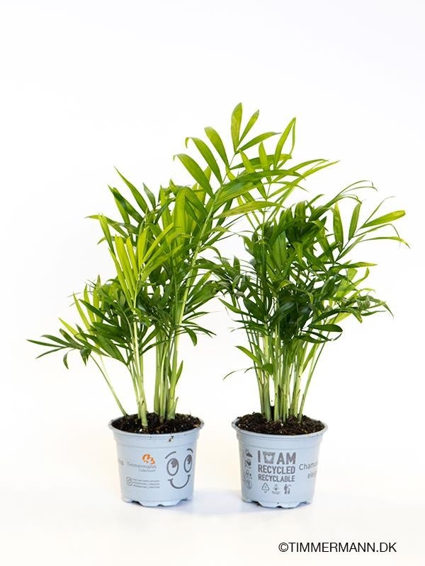 CHAMAEDOREA ELEGANS, D 9