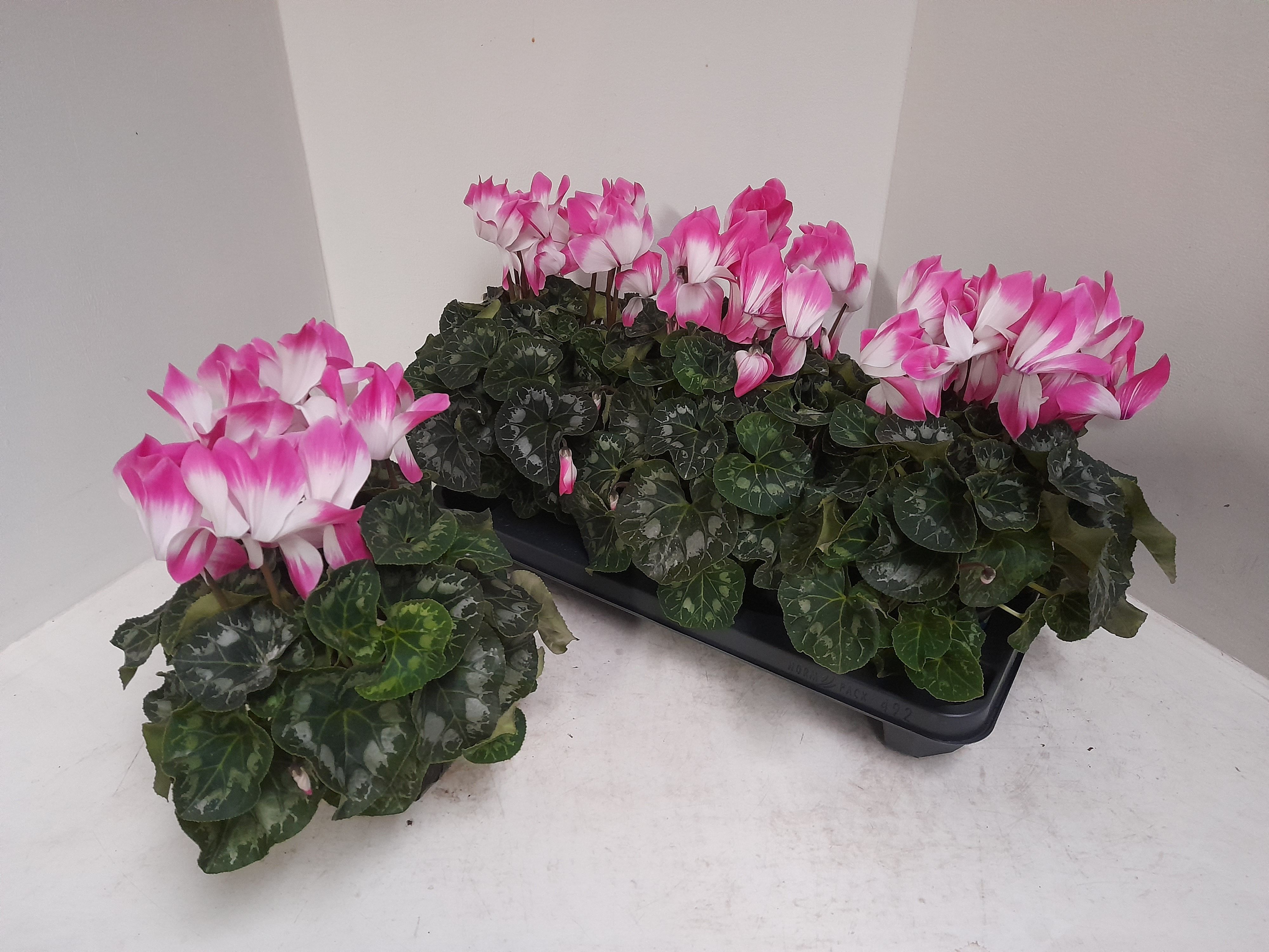 Cyclaam Fusion XL, D 13