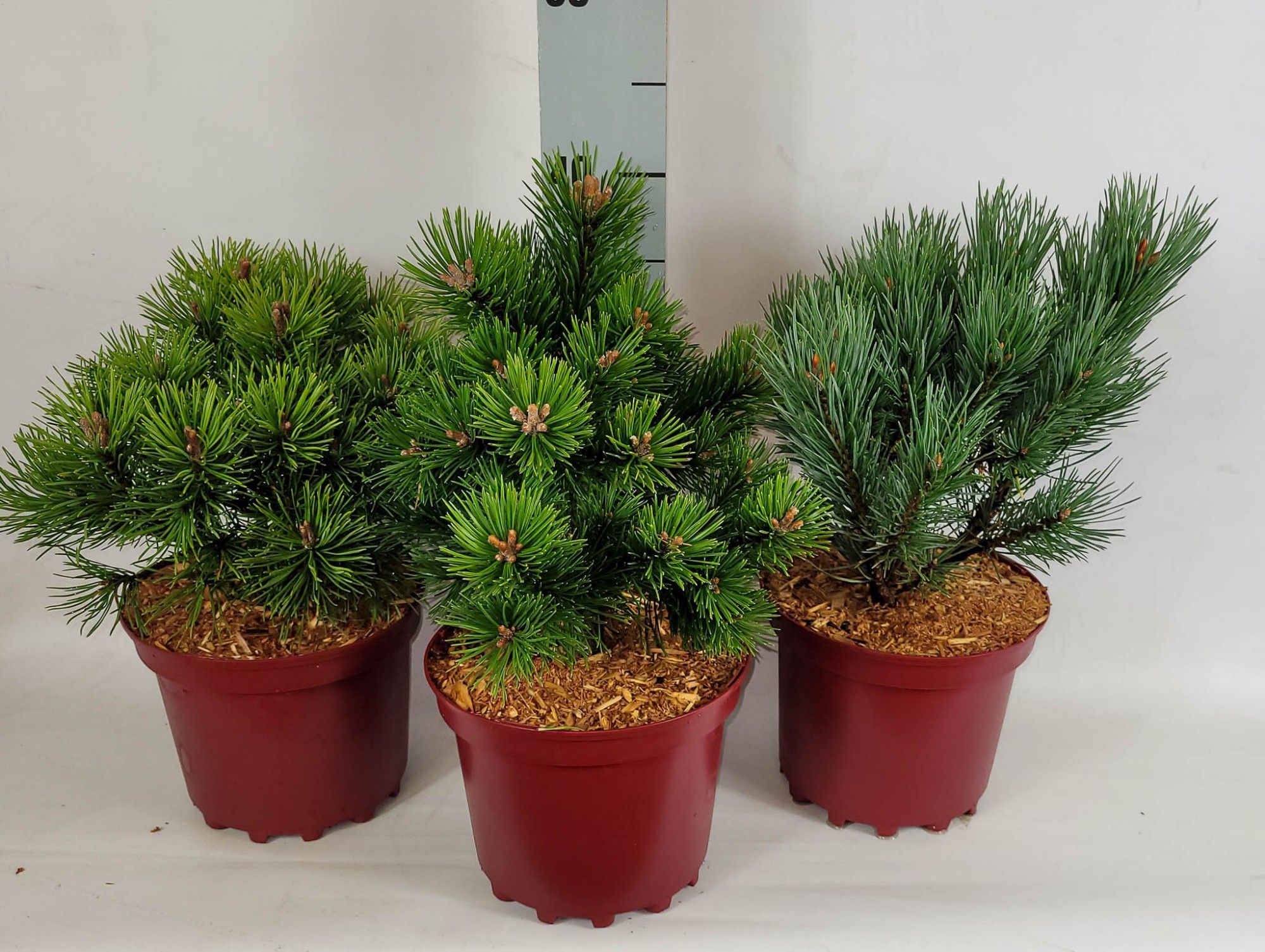 Pinus Mix C3 20-25, D 19