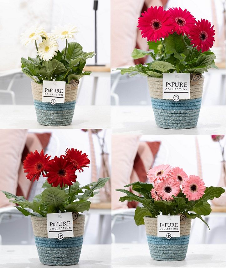 Gerbera belicht 2+ in Pure Valeri stoffen pot, D 12