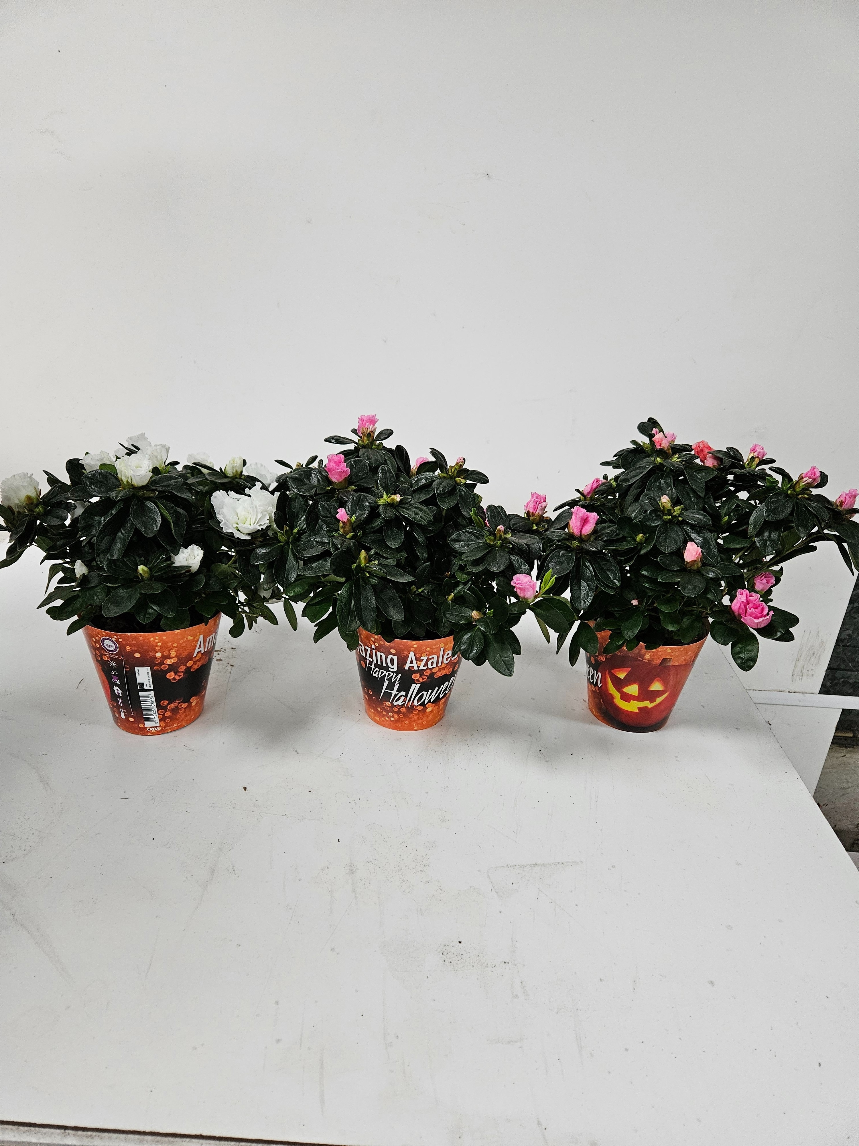 114 : Amazing Azalea Halloween mix 5 kleuren pot 13 cm in potcover, D 13