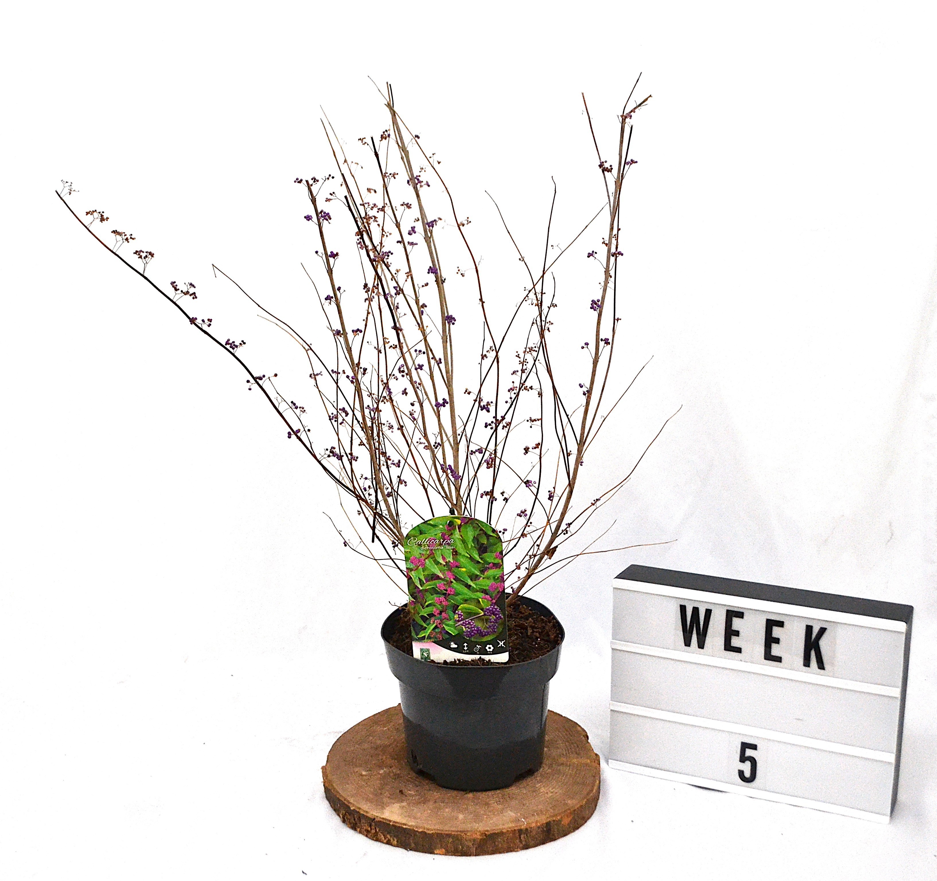 Callicarpa dichotoma Issai C3 30-40, D 19