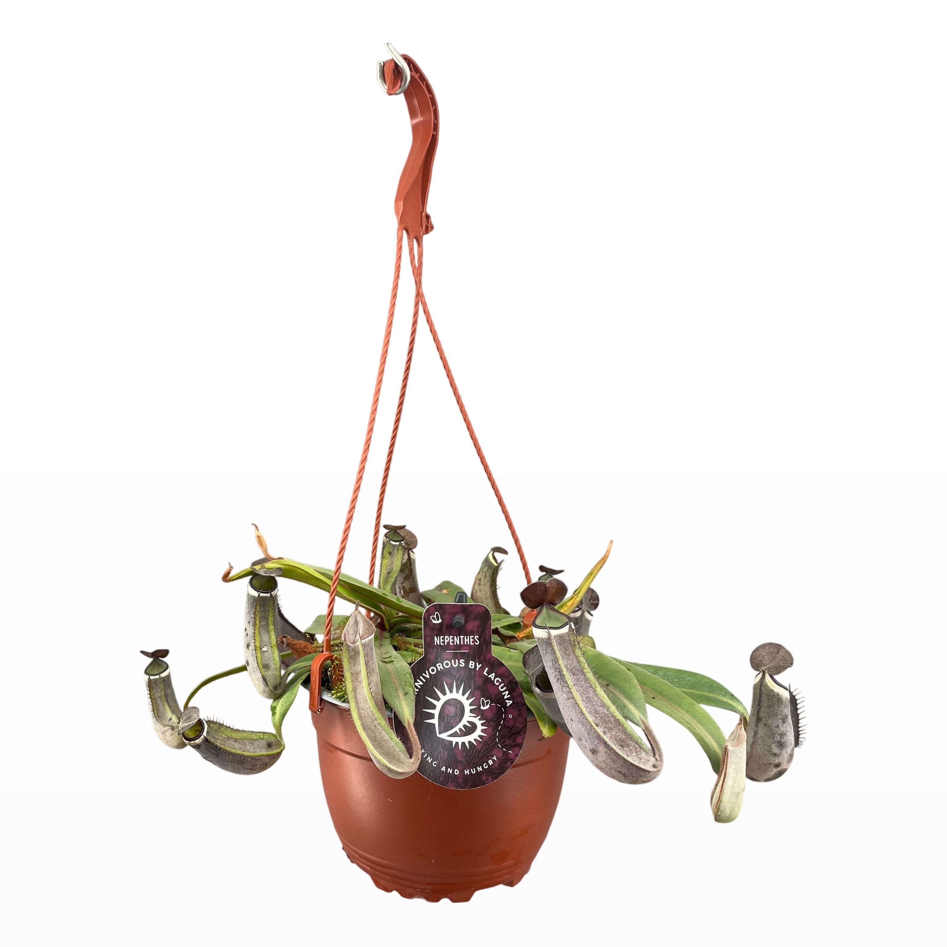 Nepenthes Albomarginata 14 cm in hangpot, D 14