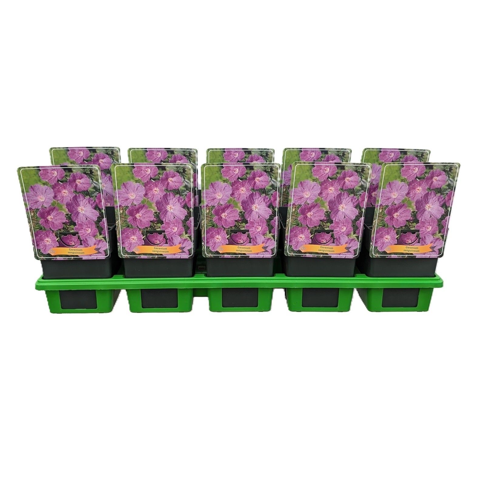 Geranium sanguineum P11, D 11