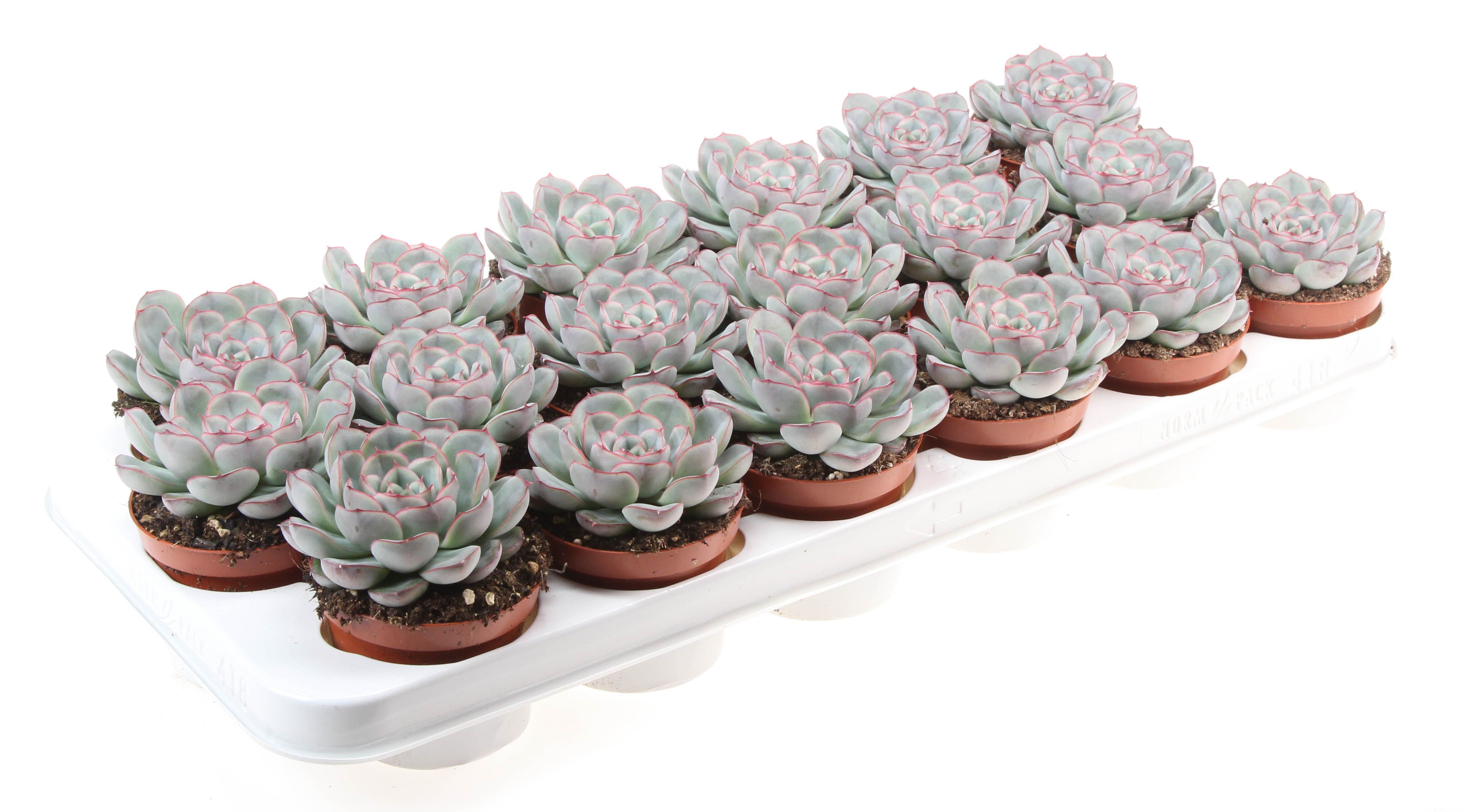 Echeveria Mystery, D 8,5