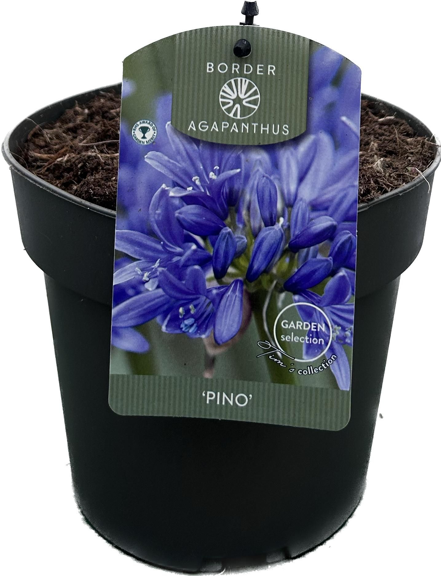 Agapanthus 'Pino' P17 GARDEN, D 17
