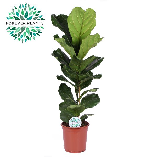 Ficus Lyrata, 1pp SOLO, p24, D 24