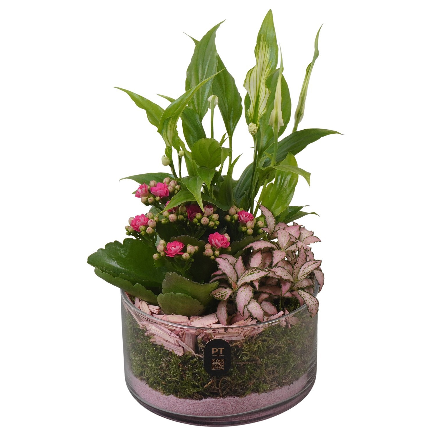 PTIG2606 Arrangement Indoor in glas schaal, D 14