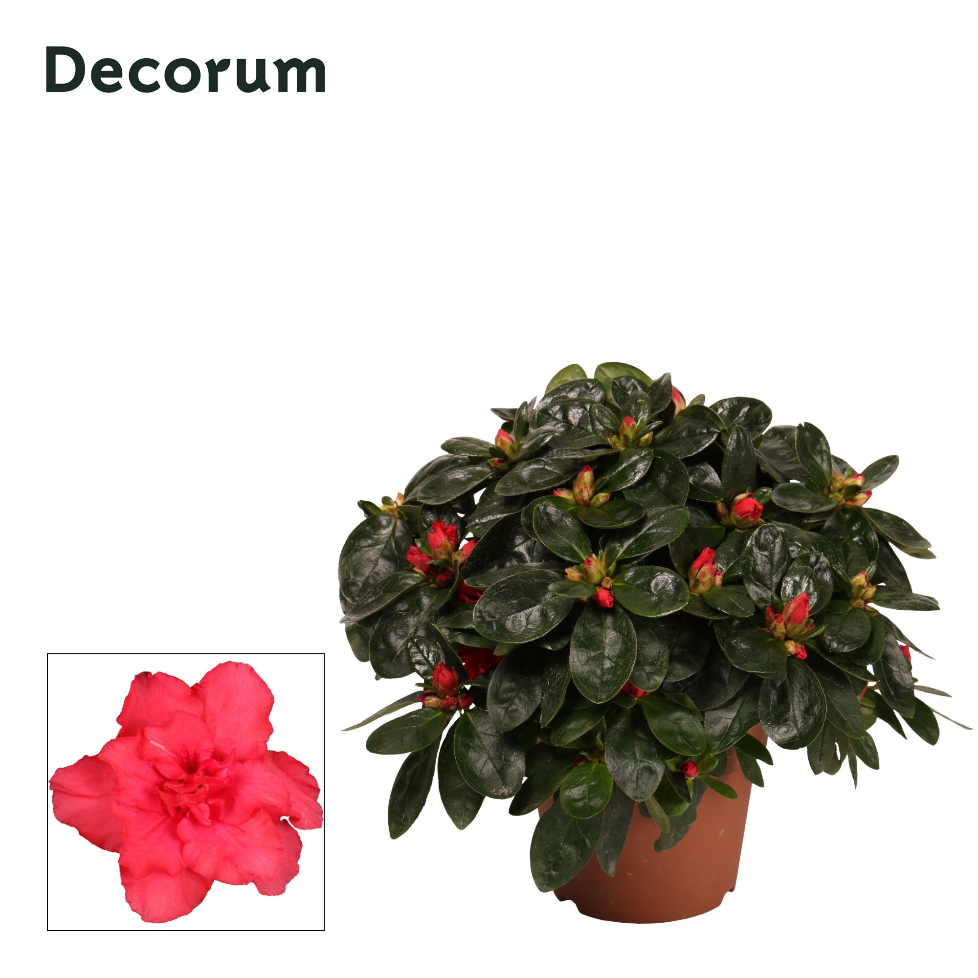 Azalea 'rood' 22 - 25 cm Decorum, D 12