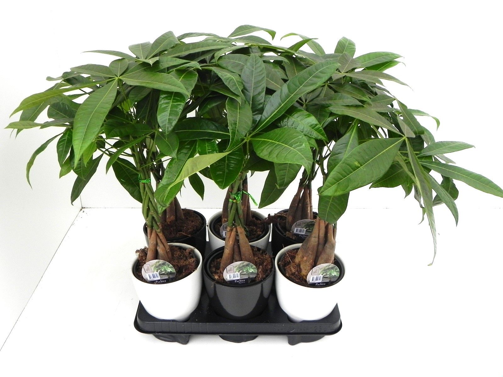 Pachira Aquatica 12 cm in zwart / wit keramiek ompot, D 13