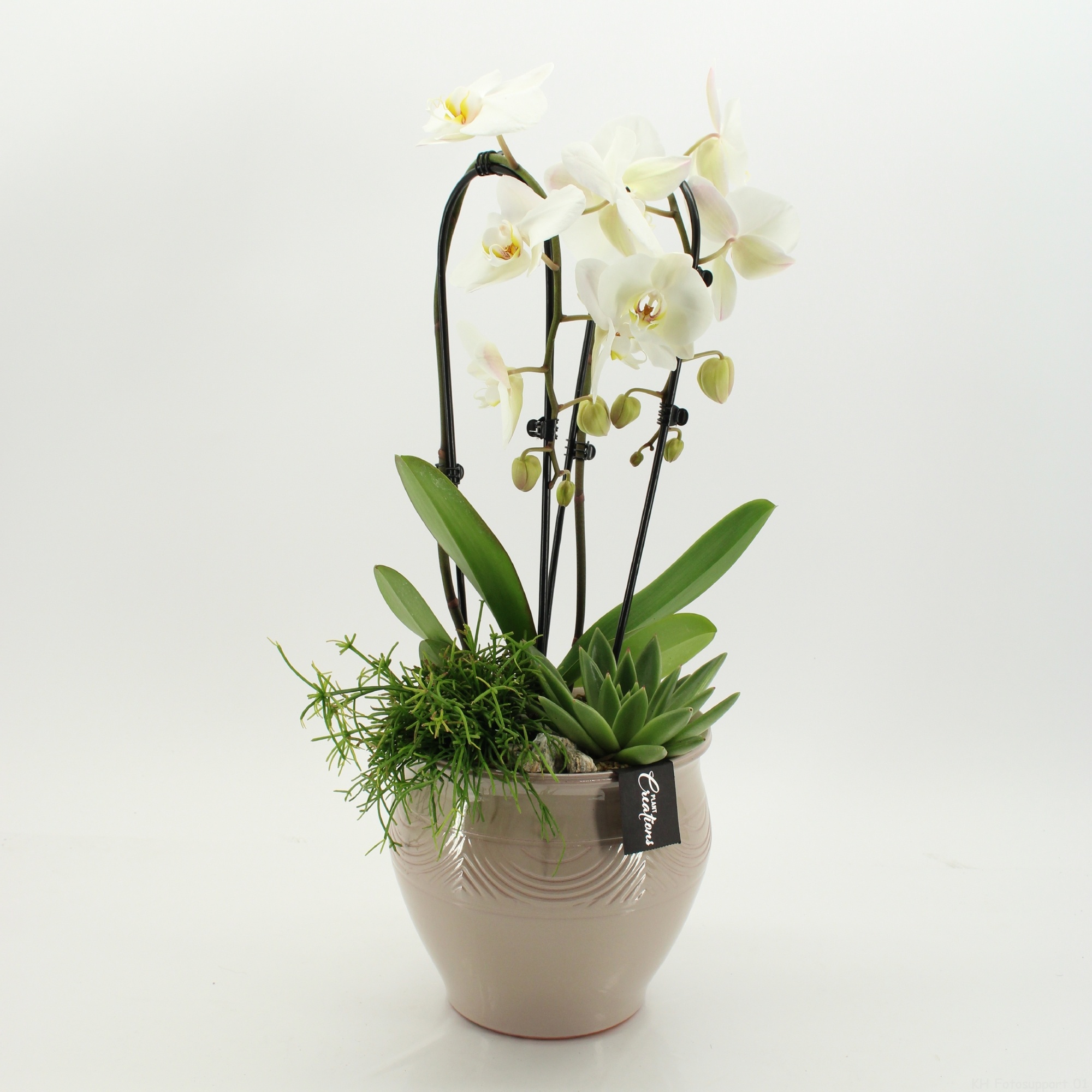 PHAL-2635 Phalaenopsis creatie, D 20