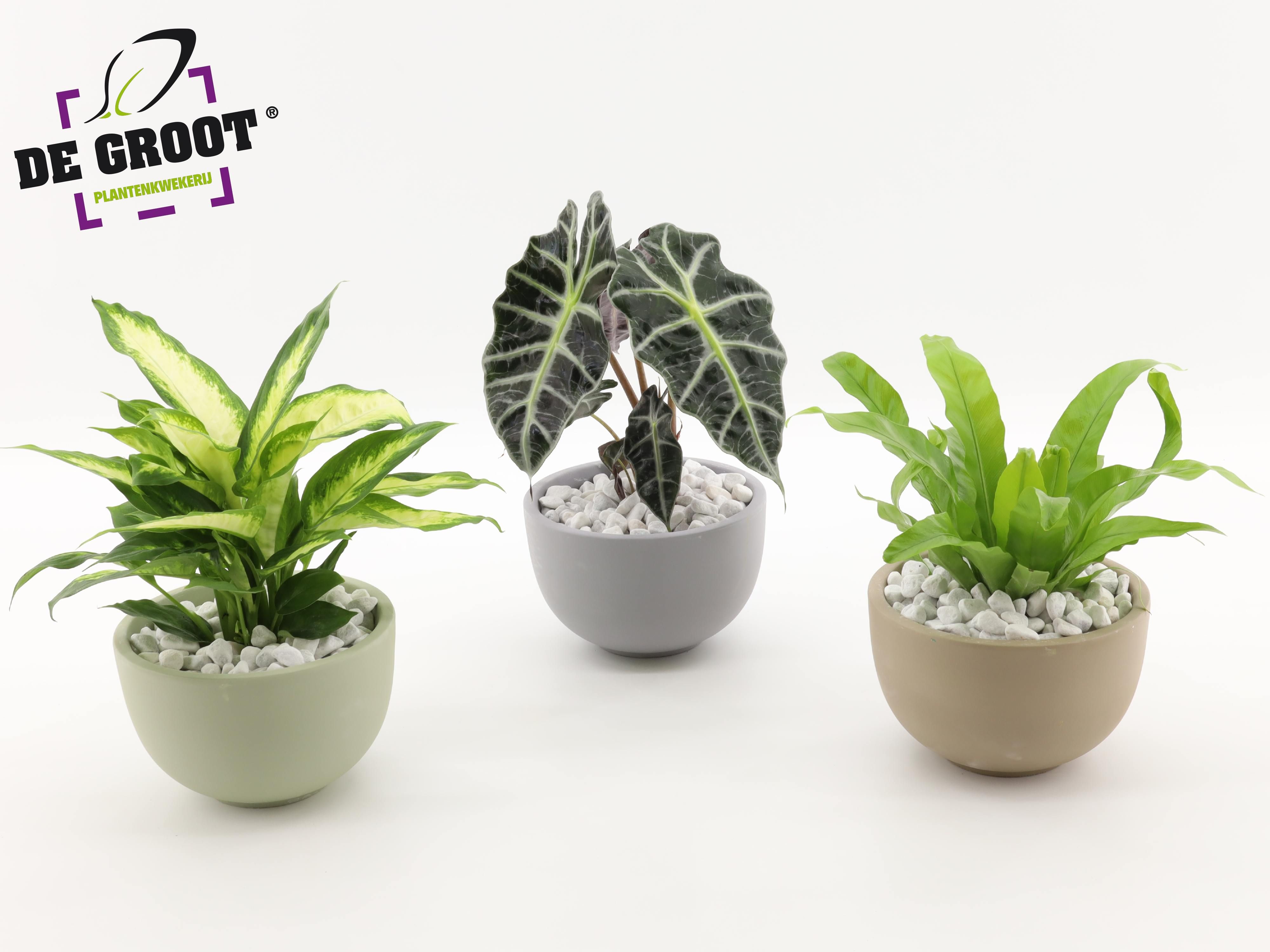 Arrangement gemengd in schaal, D 19