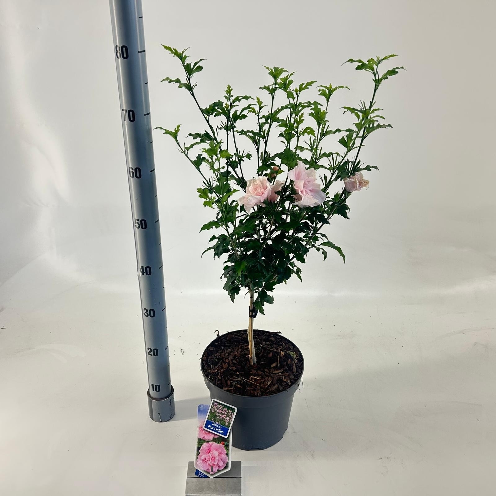 Hibiscus syr. Pink Chiffon ('Jwnwood4'PBR) -- op stam, D 23