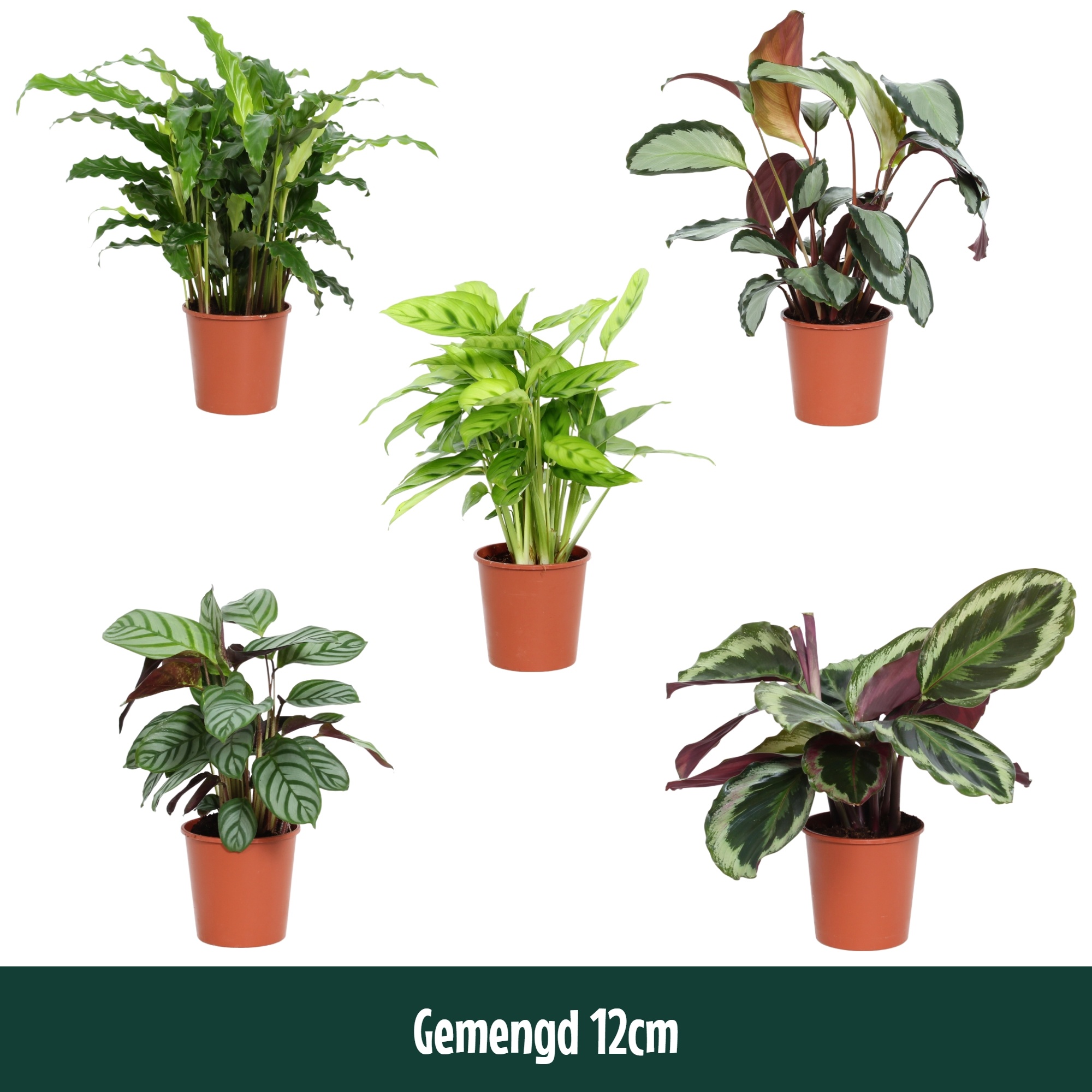 Calathea 12cm gemengd - Living, D 12