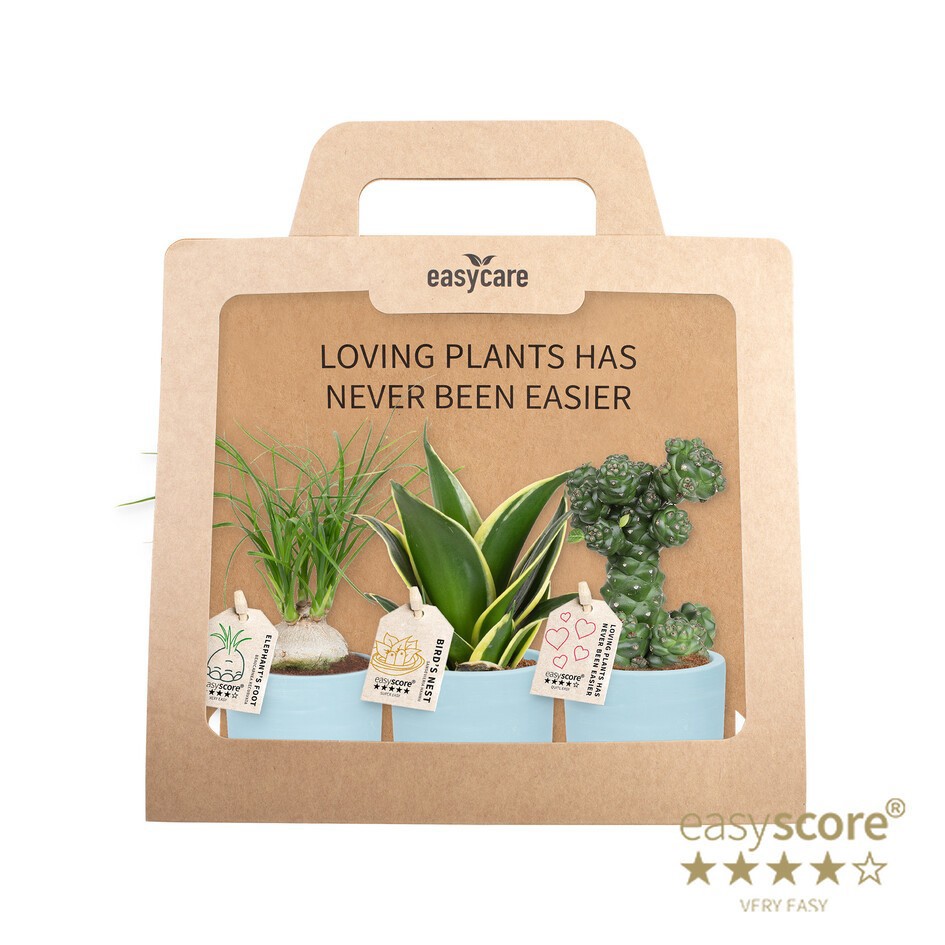 GREEN MIX 40690122 WB Blue 3-pack, D 7