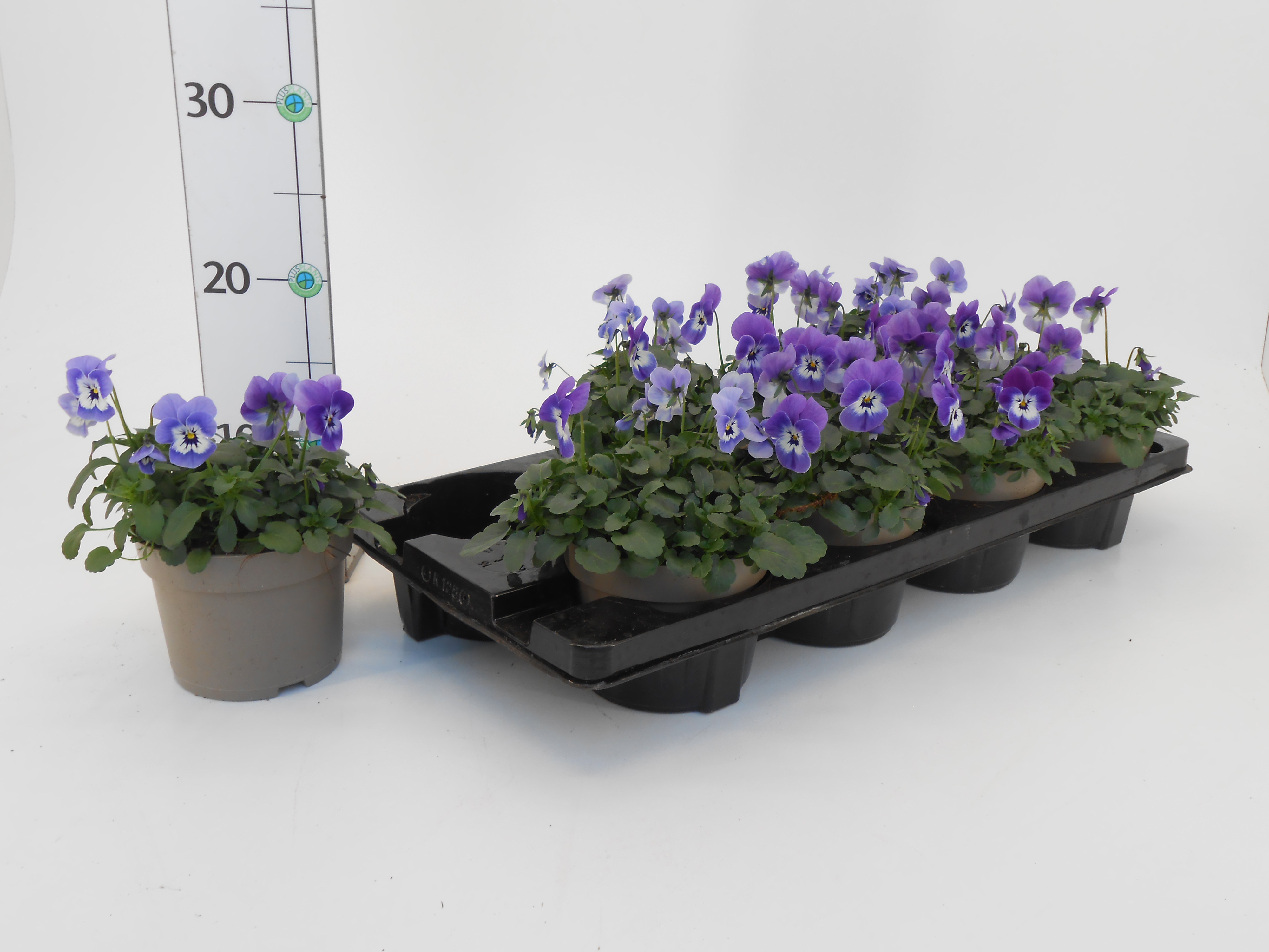 Viola cornuta light blue, D 13