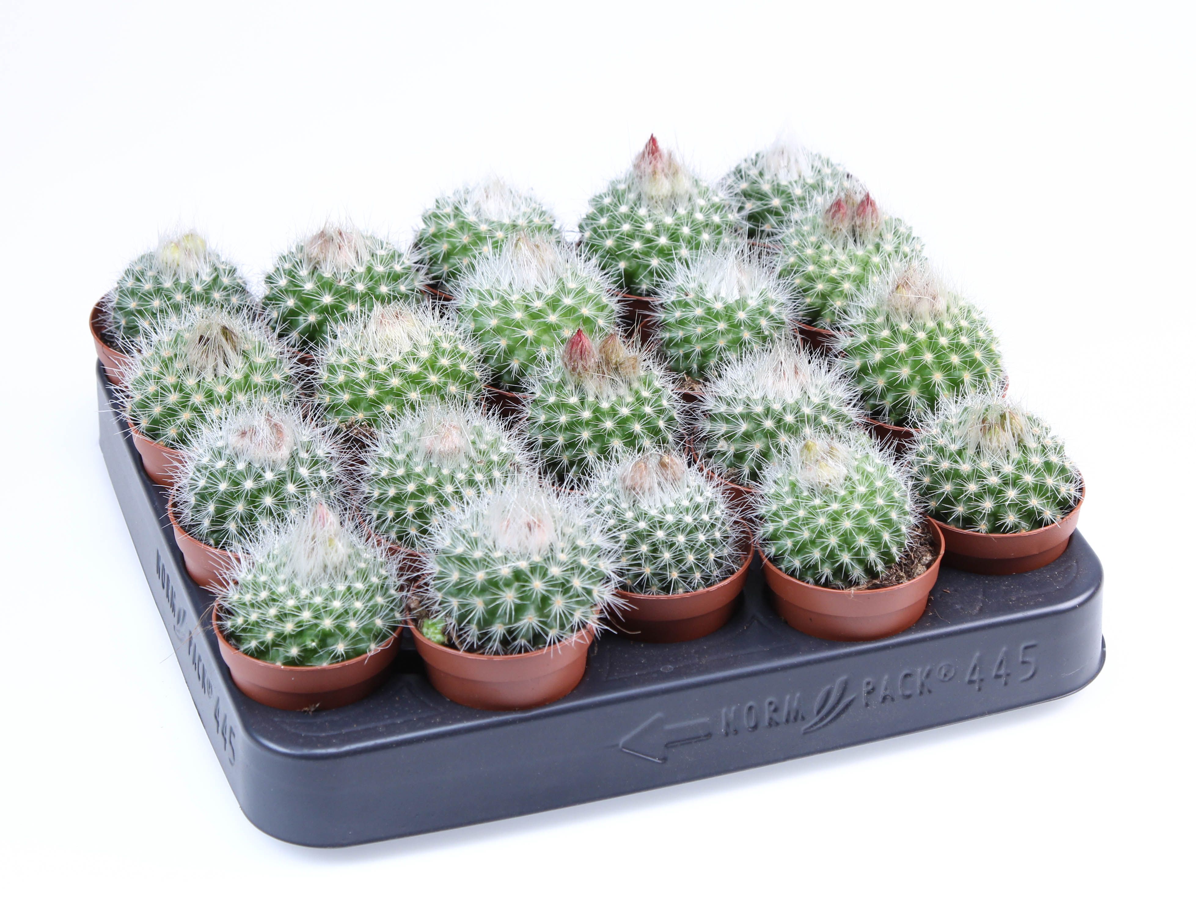 Parodia Penicilata E, D 5,5