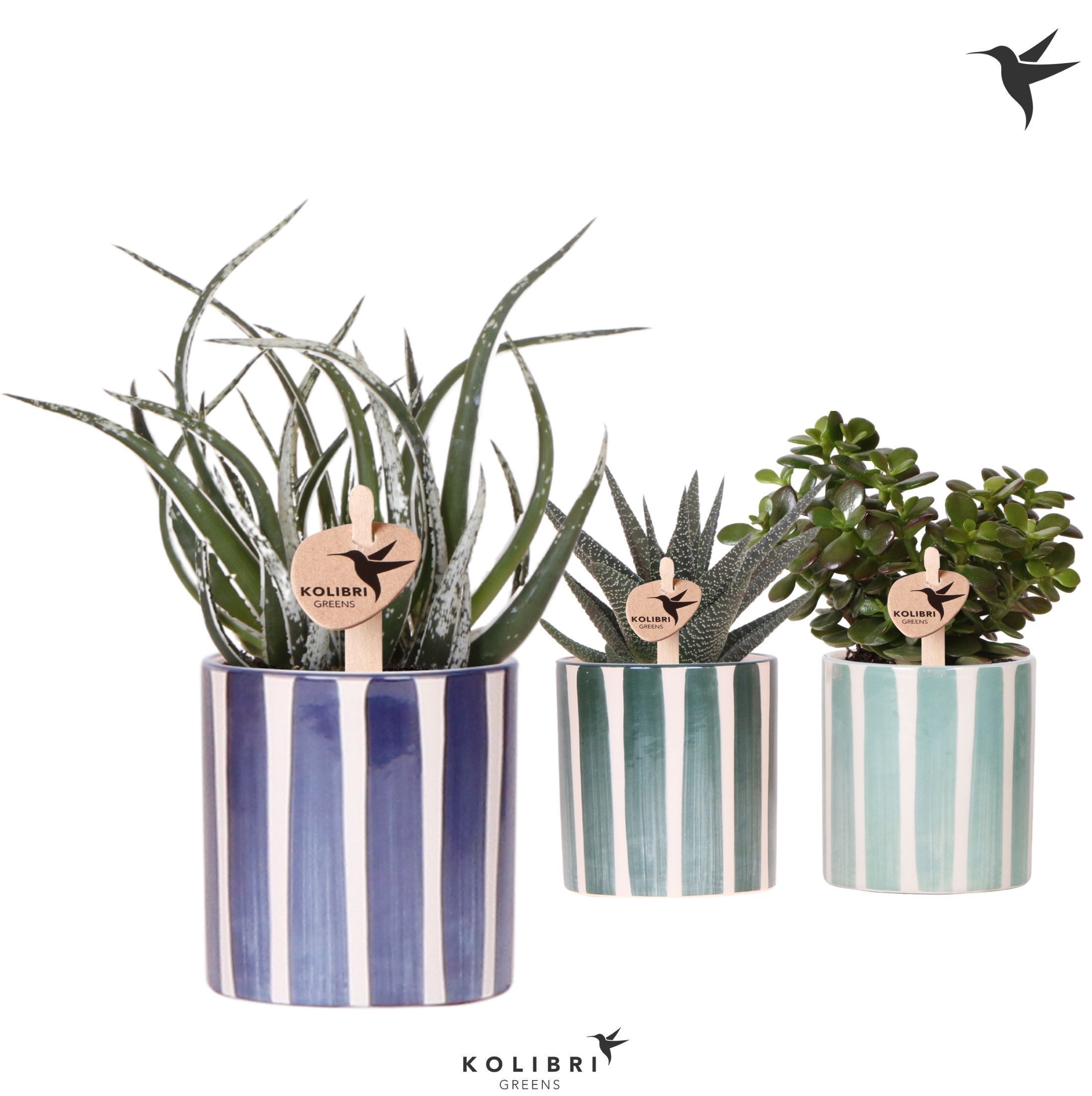 Kolibri Greens Succulenten mix in Painted Stripe pot blue mix, D 9