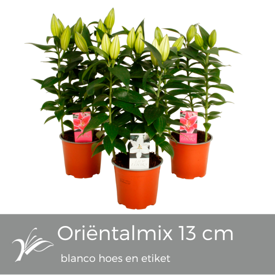 Lilium oriëntal mix 13 cm blanco hoes+etiket (or. lelie), D 13
