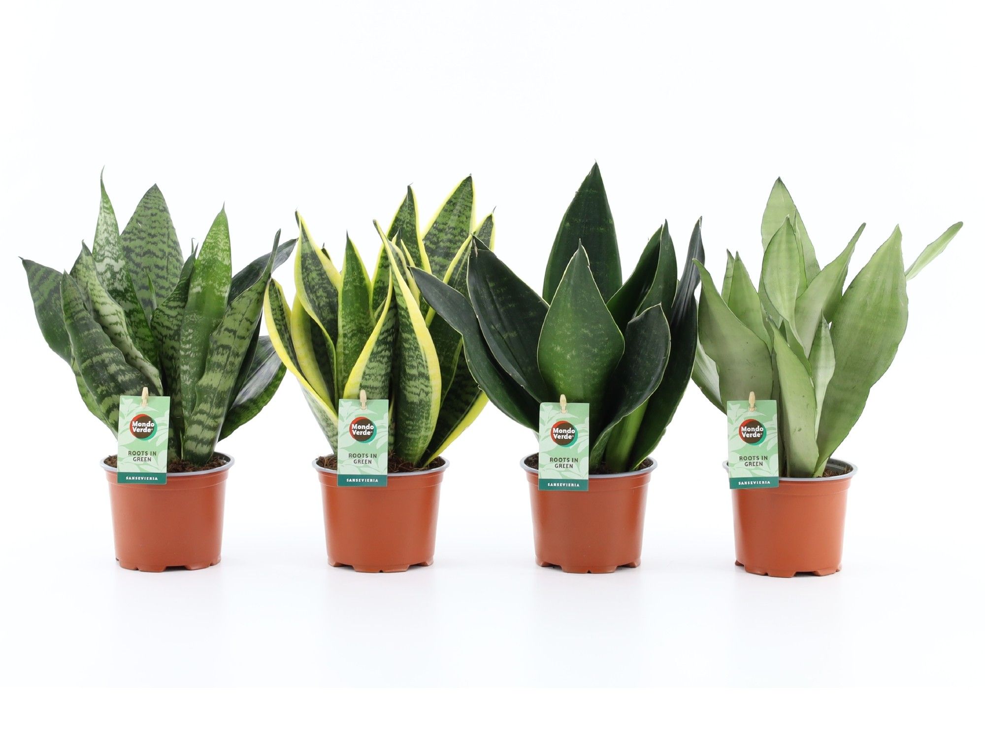 Sansevieria Mix 4 soorten, D 12