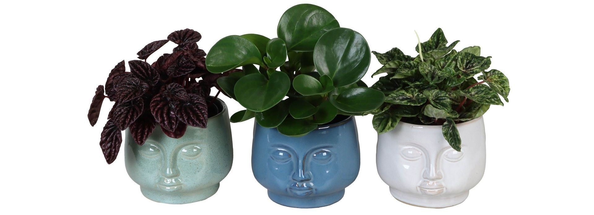 L 67296 with Peperomia Mix 12 cm, D 12