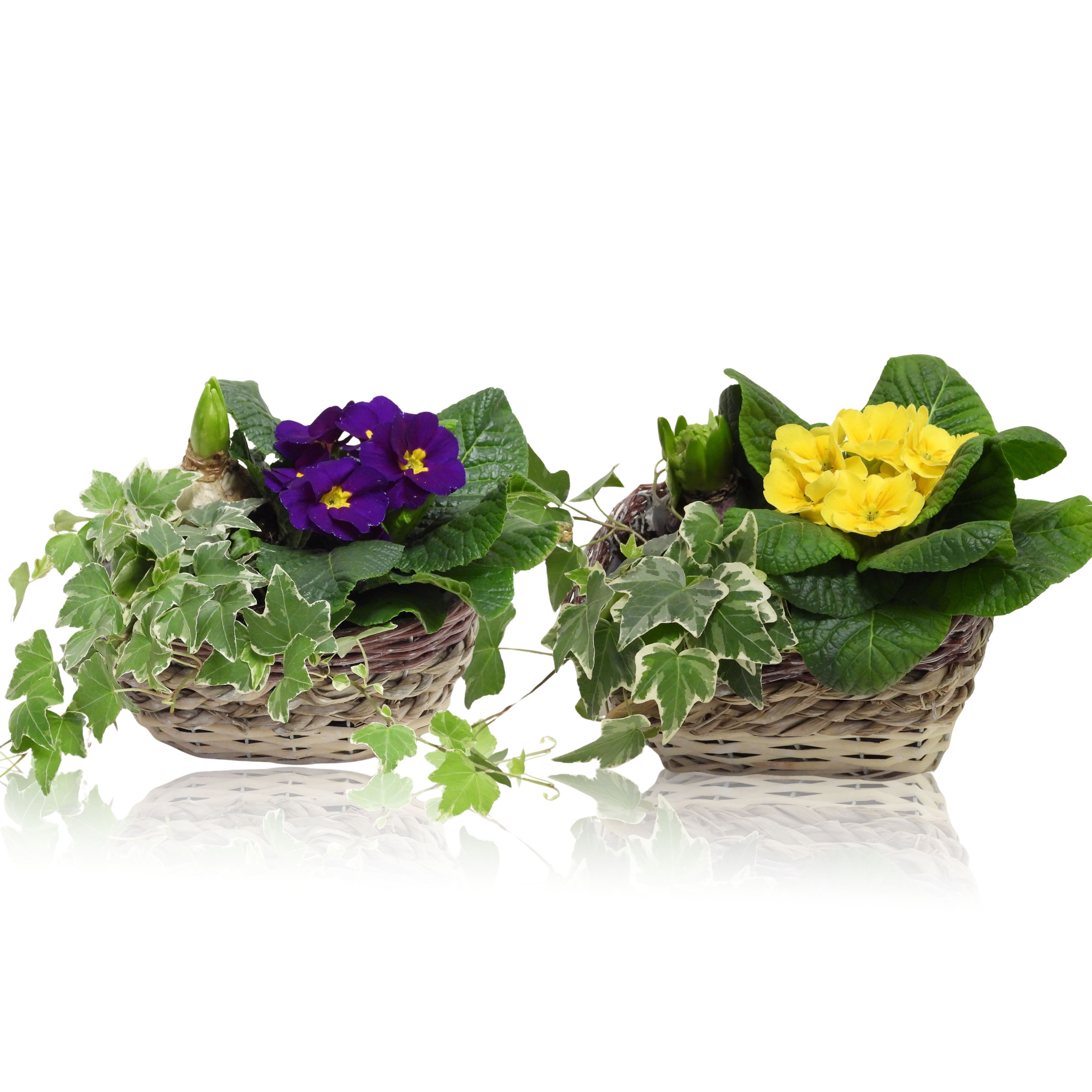 Arrangement Early Spring Specials Hyacint in Mand Ovaal 19 cm, D 19