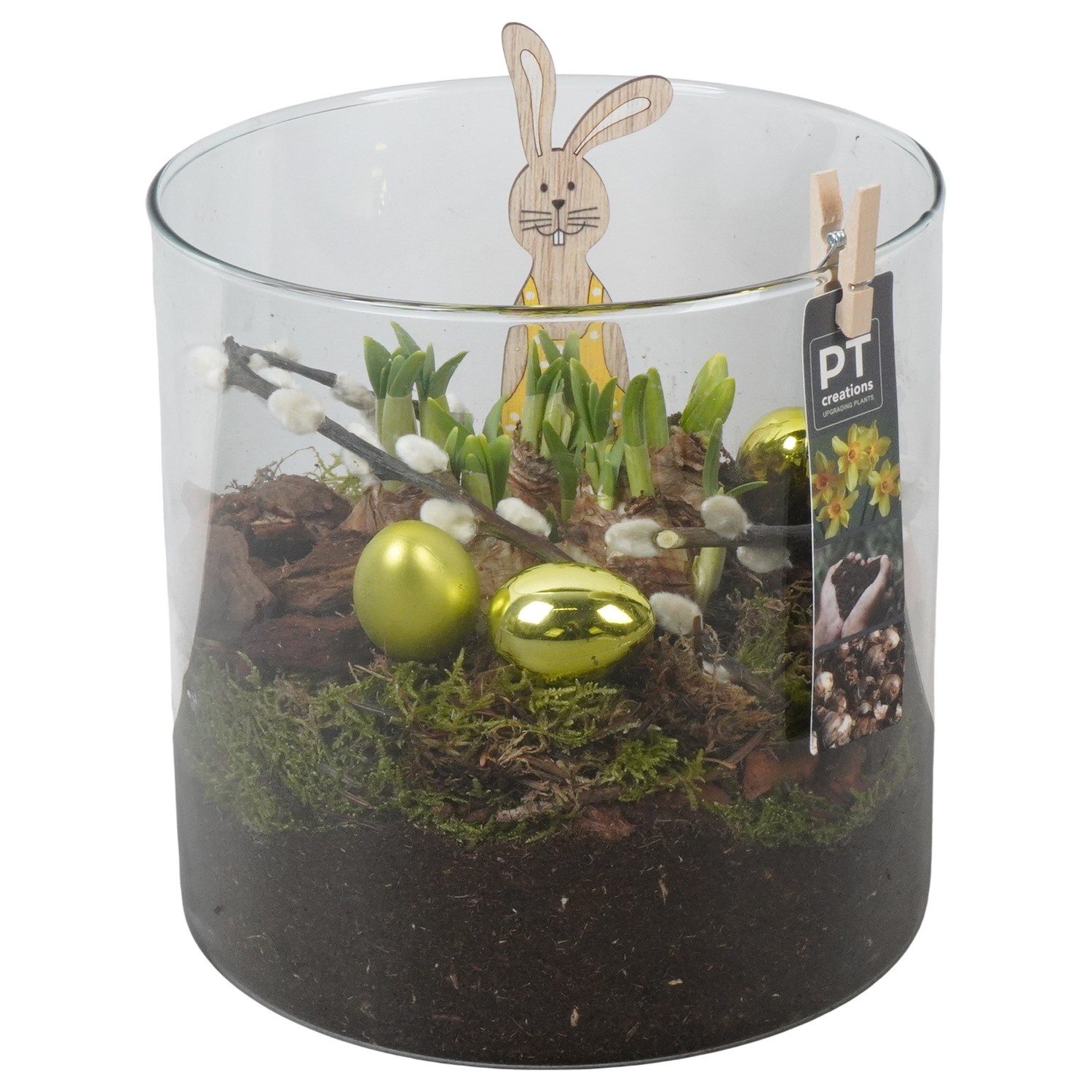 PTNP4526 Arrangement Narcissus Easter in glazen vaas, D 19