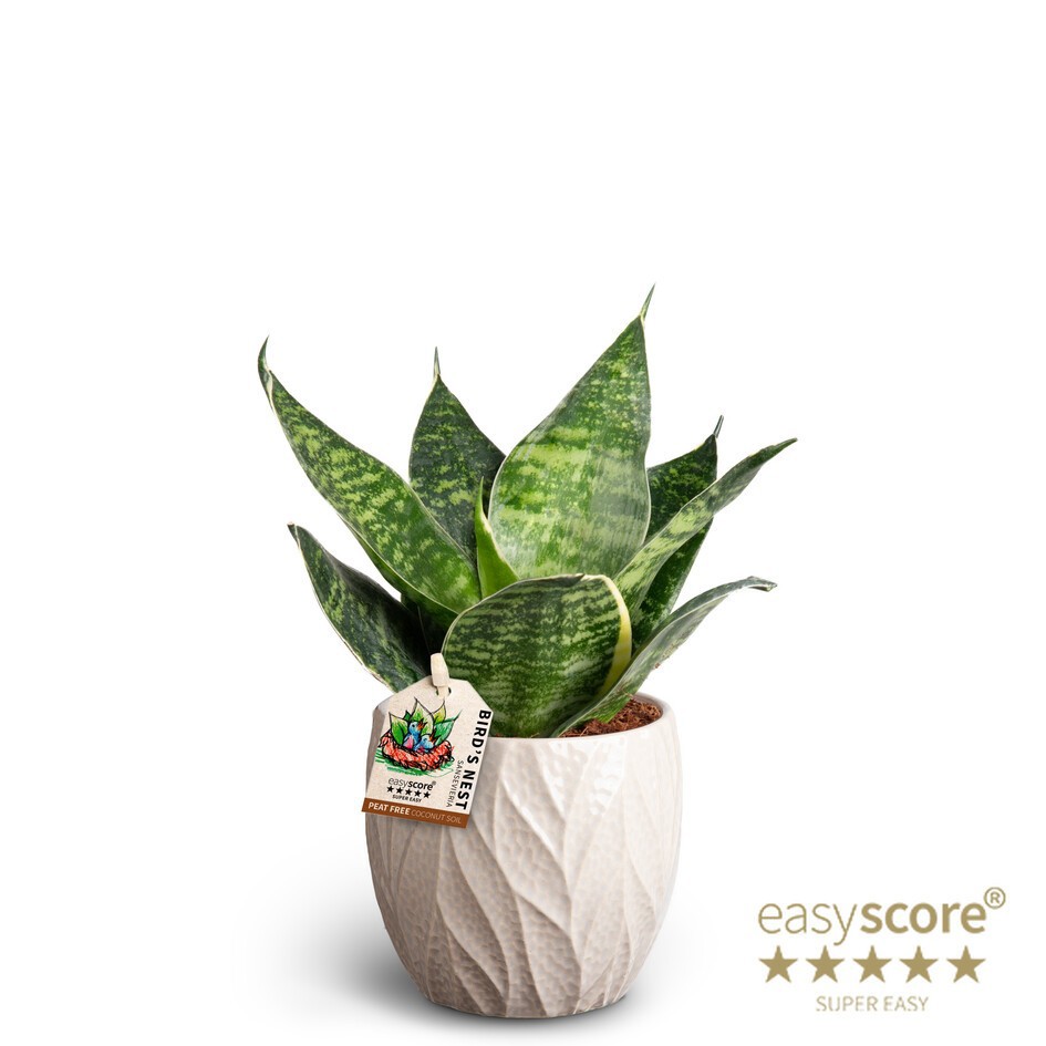 Leaf Sand, Sansevieria Hahnii, D 10