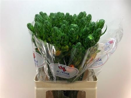 Орнитогалум Супер Стар 60, шт.