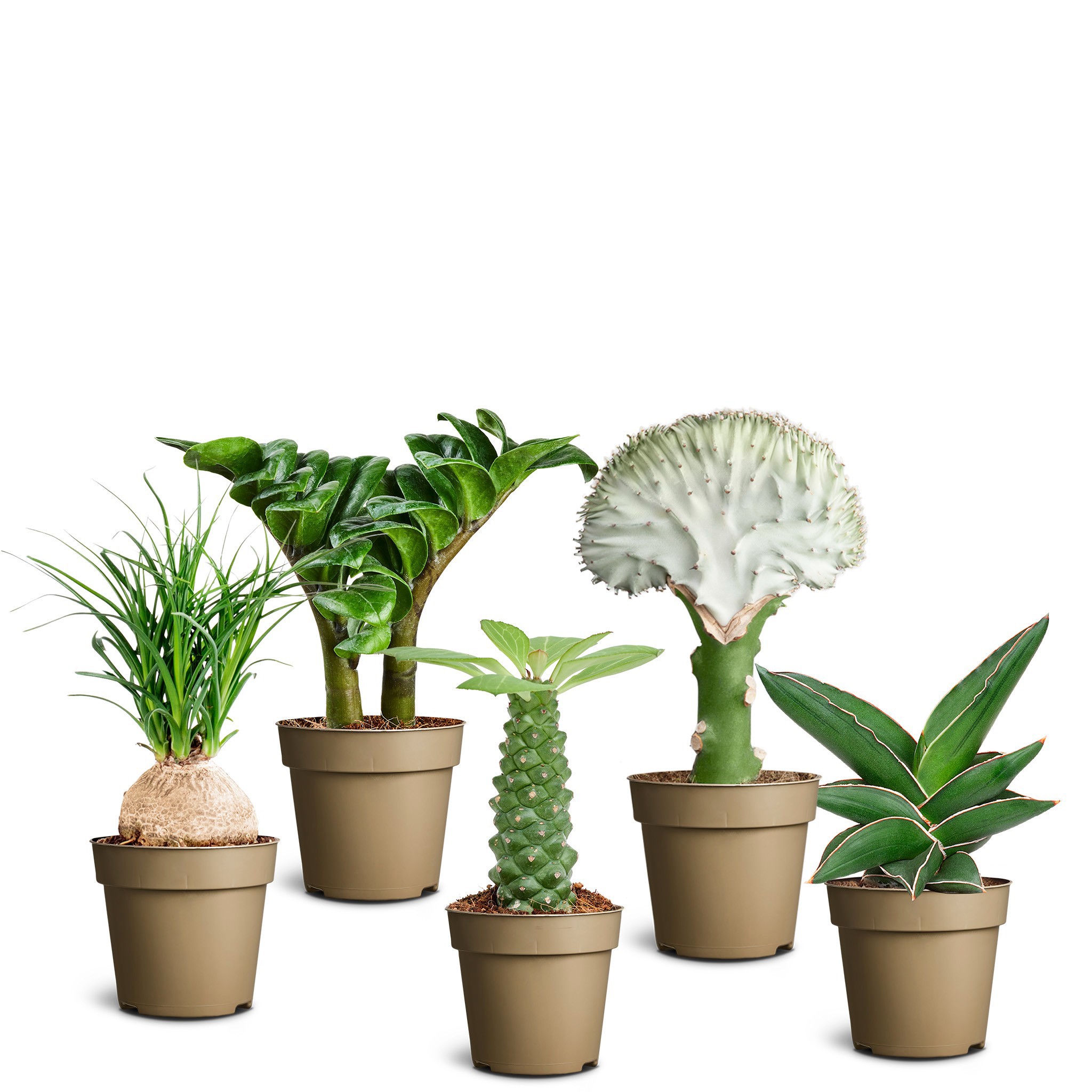 Sculpture Collection, D 9