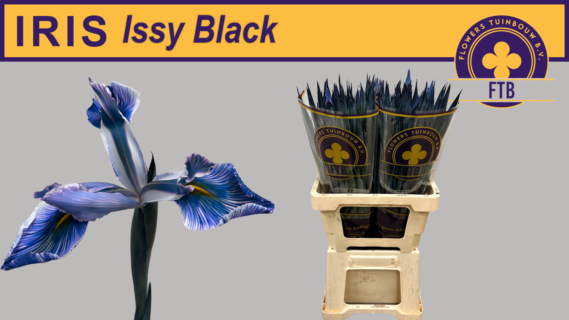 Ирис Овериг, шт.