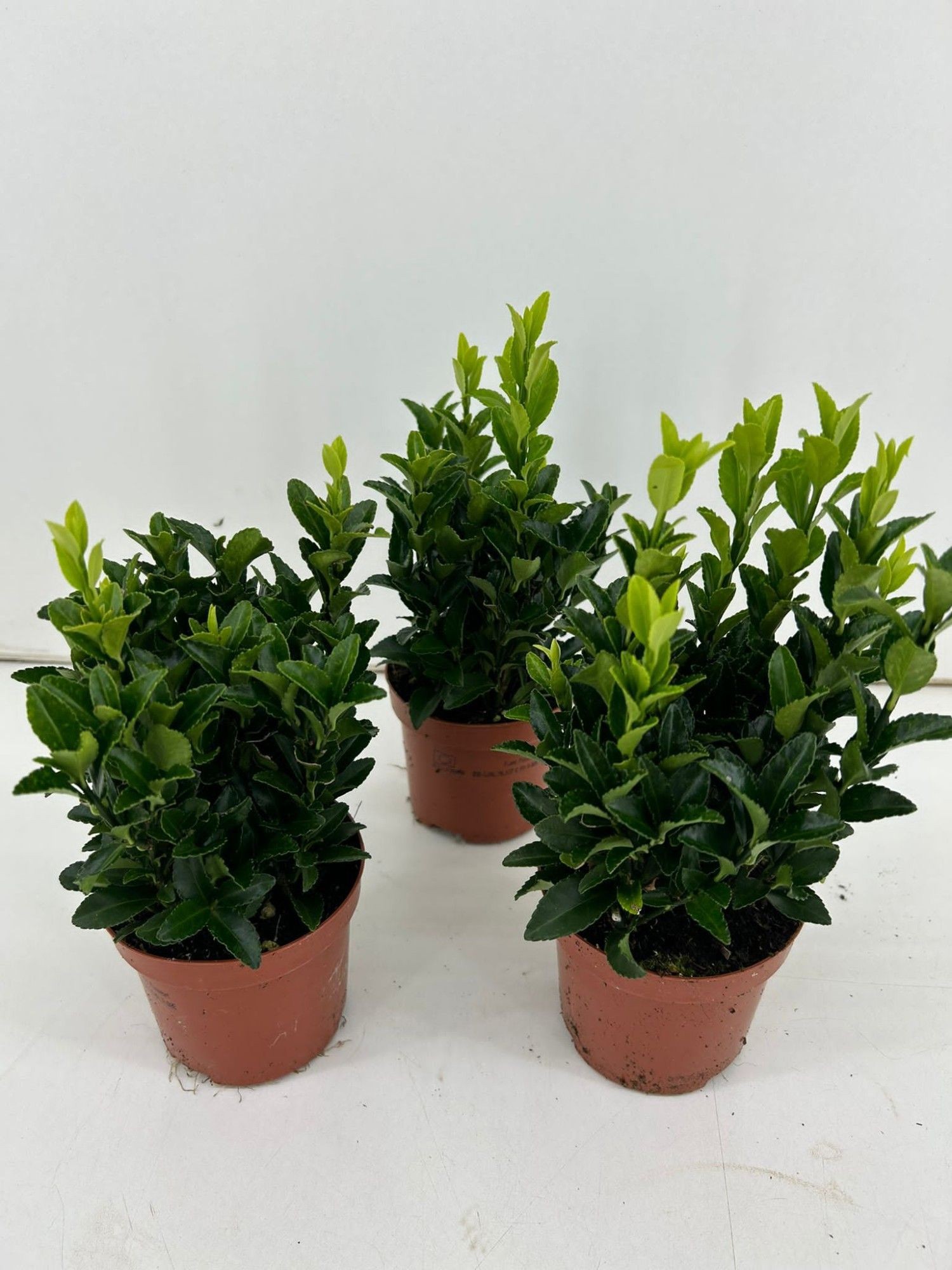 TDM P9 : Euonymus Green Spire, D 9