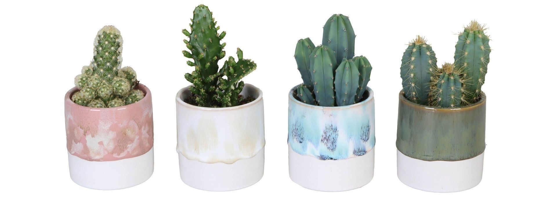 L 625 with Cactus Mix, D 6