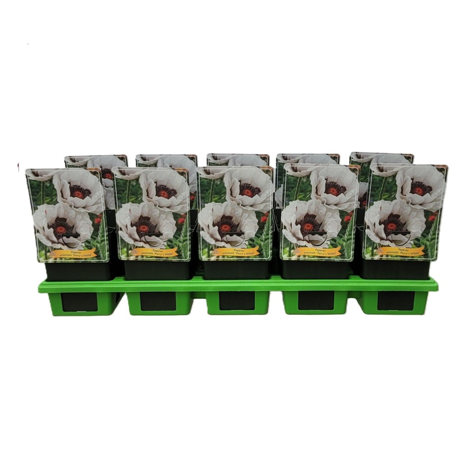 Papaver orientale 'Perry's White' P11, D 11