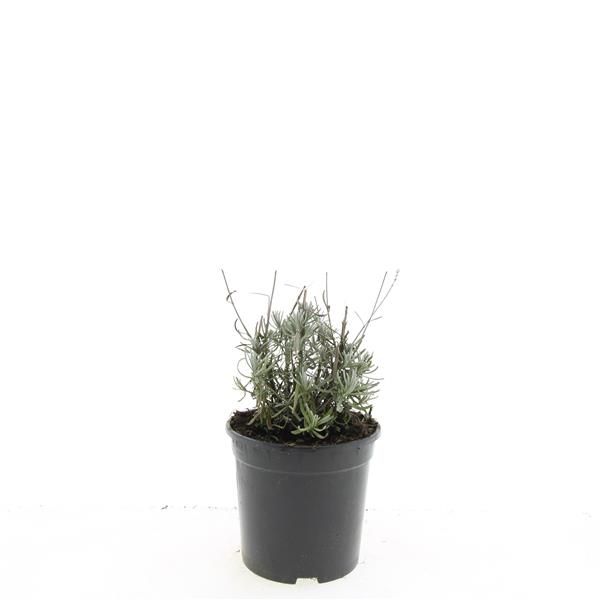 Lavandula ang. 'Hidcote', D 14