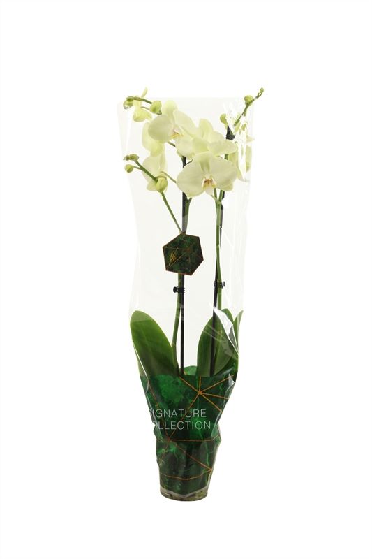 Phal signature Green Mile 2T16+, D 12