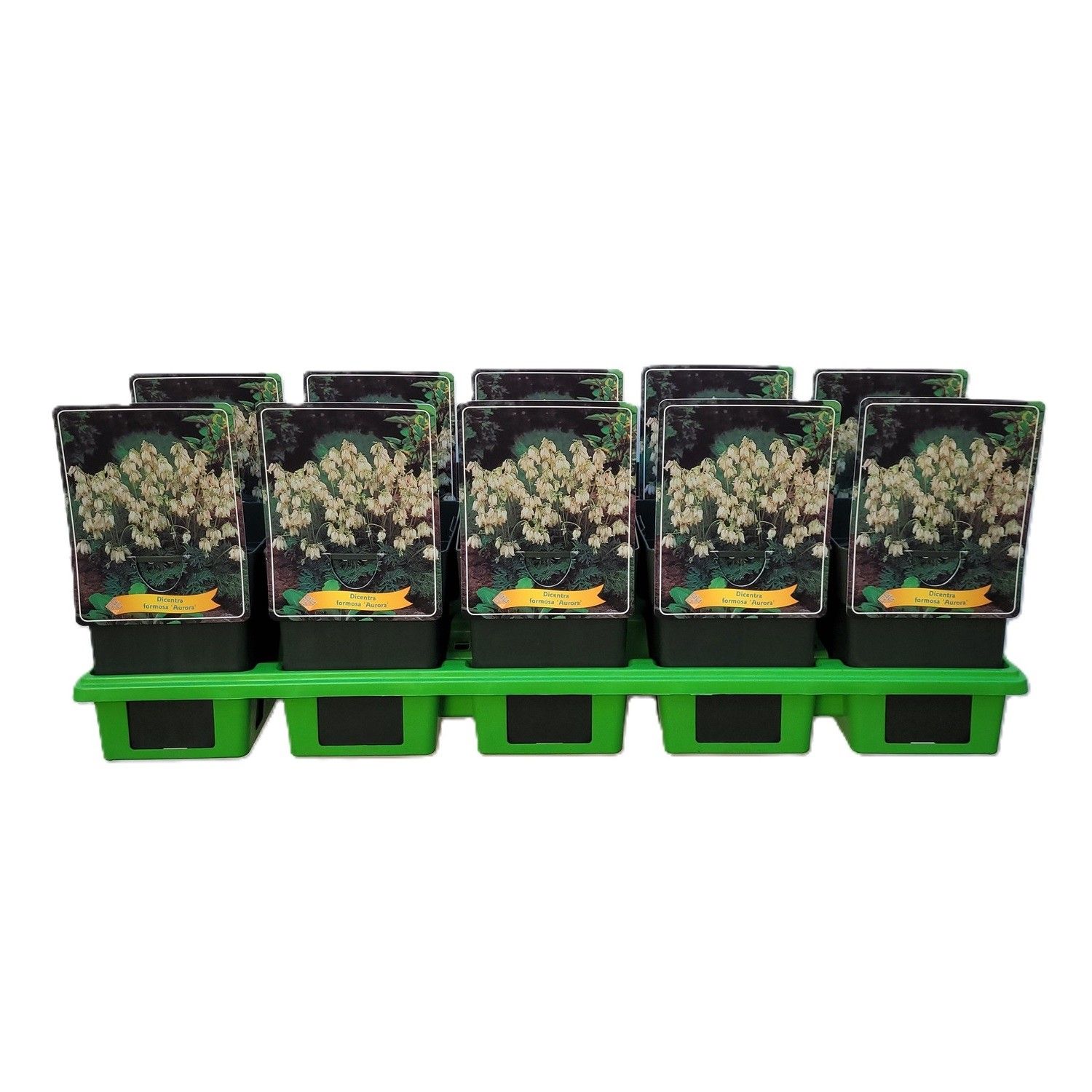 Dicentra formosa 'Aurora' P11, D 11