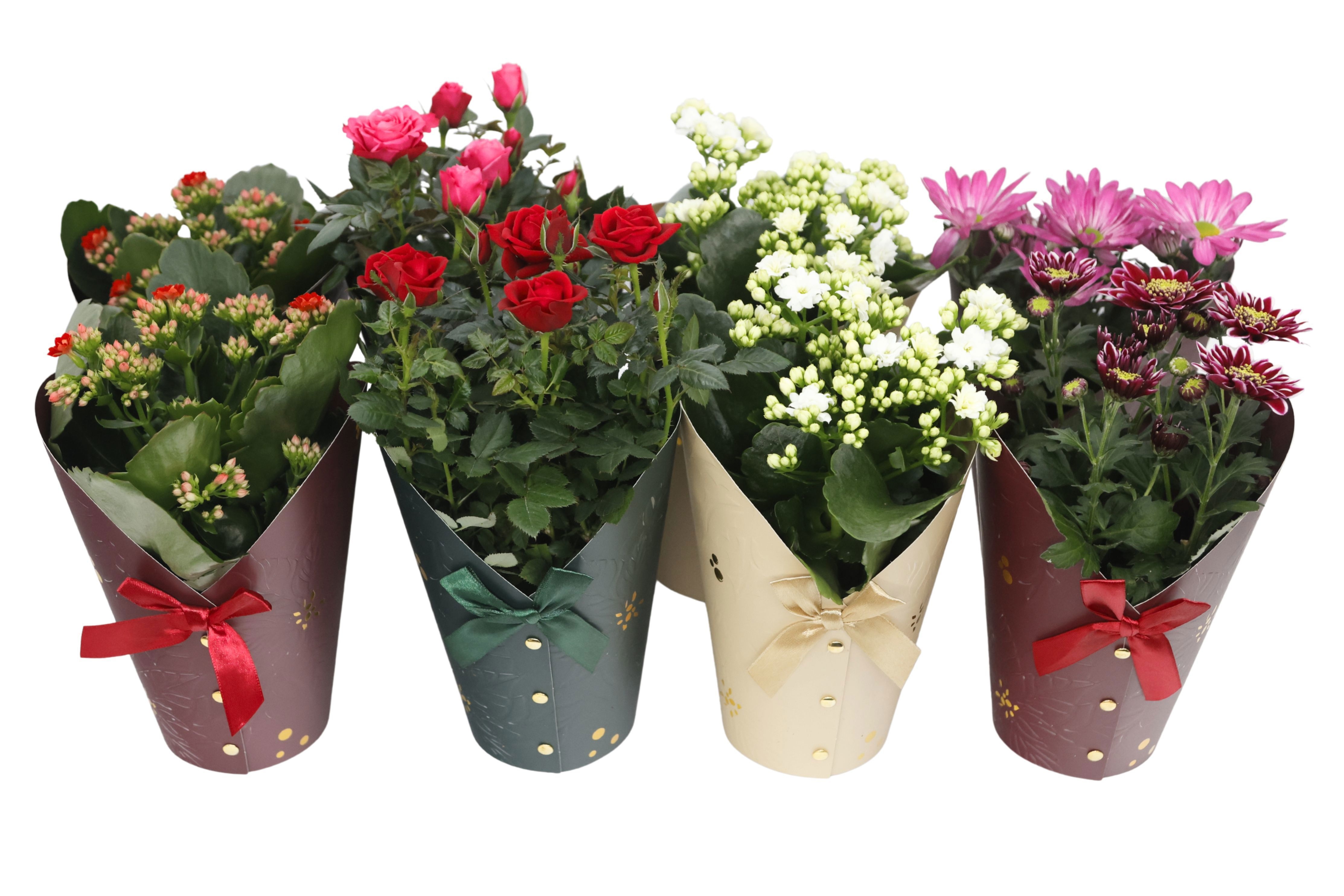 Bloeimix 12 cm | FSC GLORIA MIX, D 12