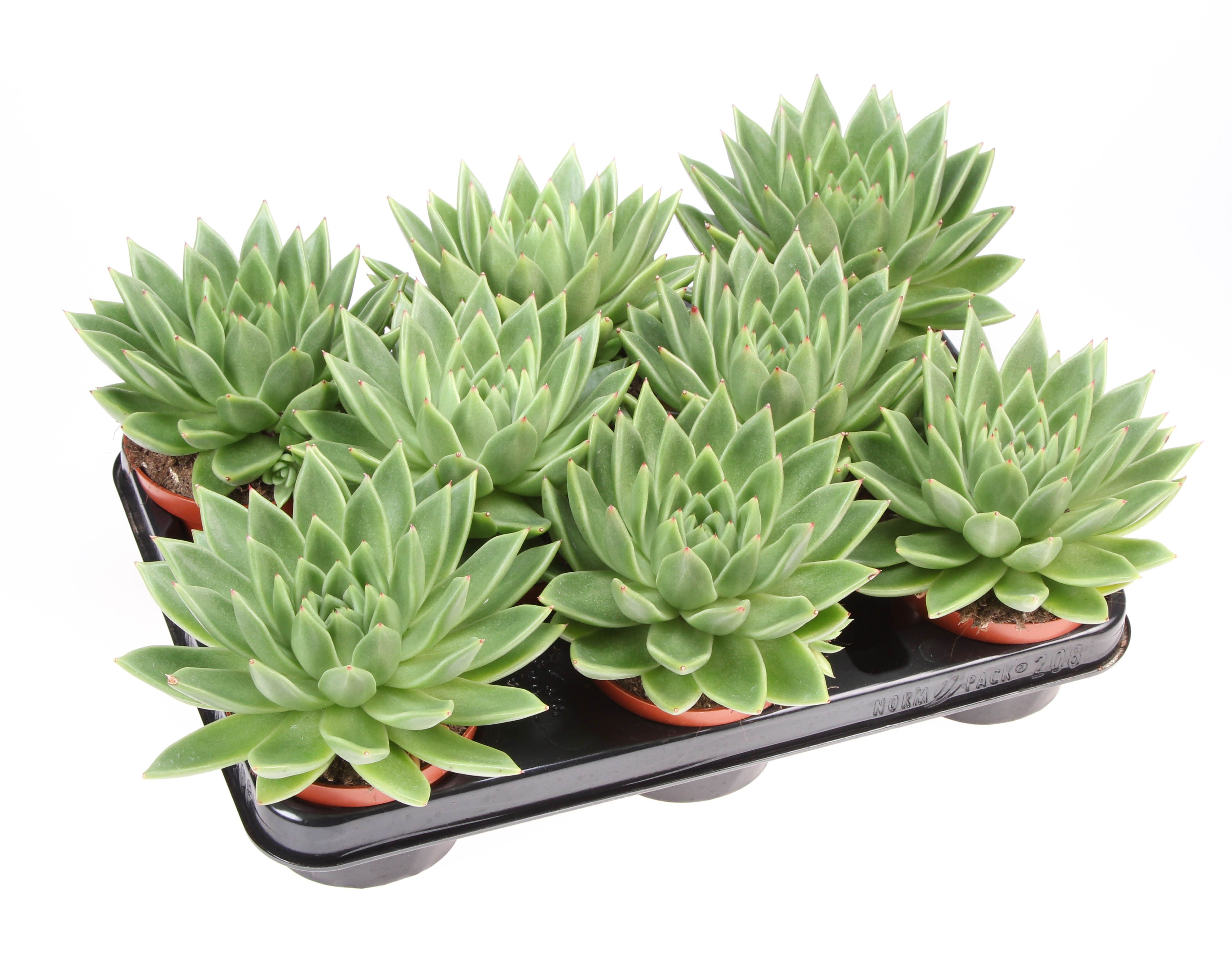 Echeveria miranda, D 10,5