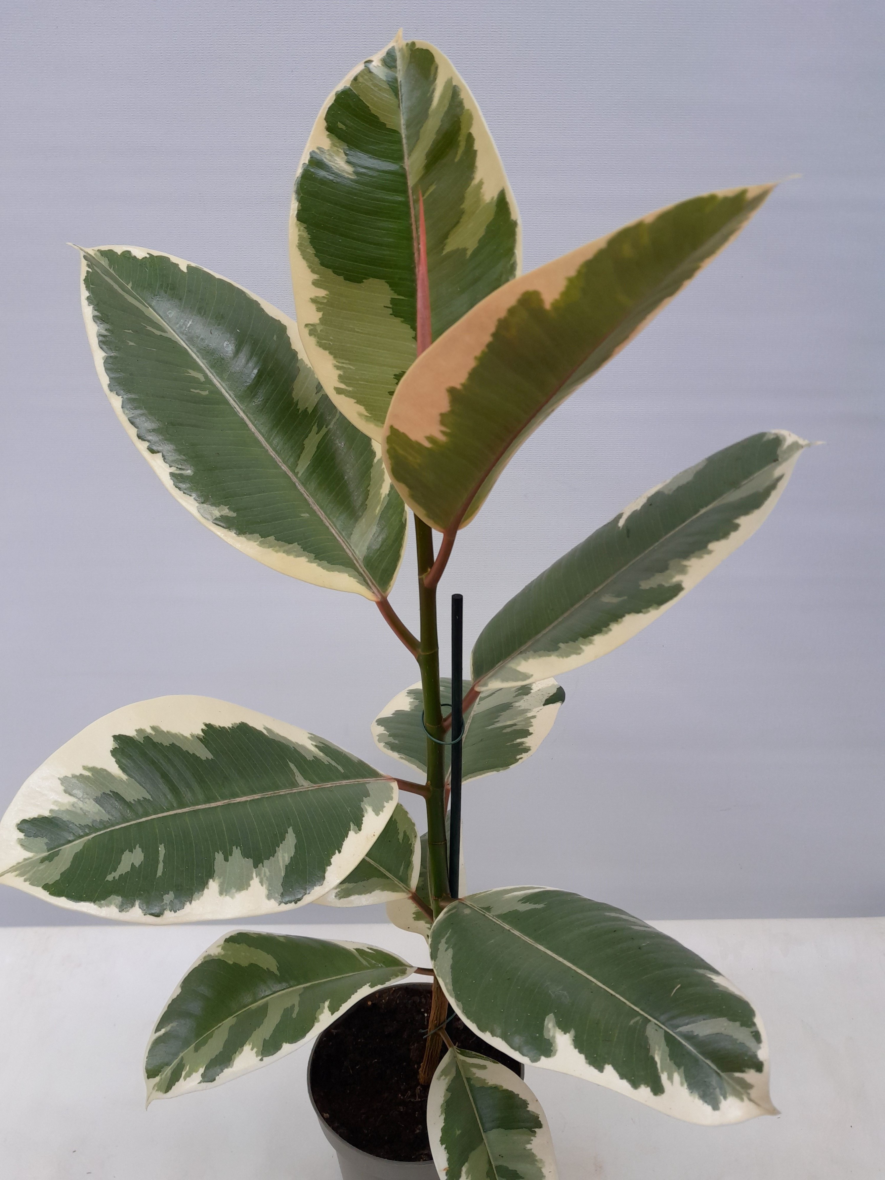 FICUS ELASTICA 'TINEKE', D 12
