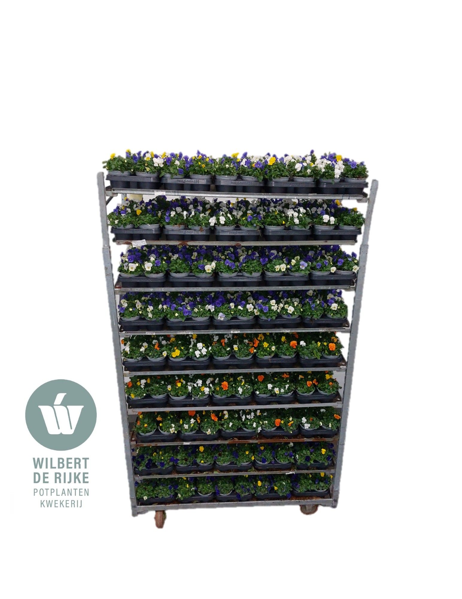 Viola Cornuta Trio mixkar minimaal 3 mixen per cc, D 12