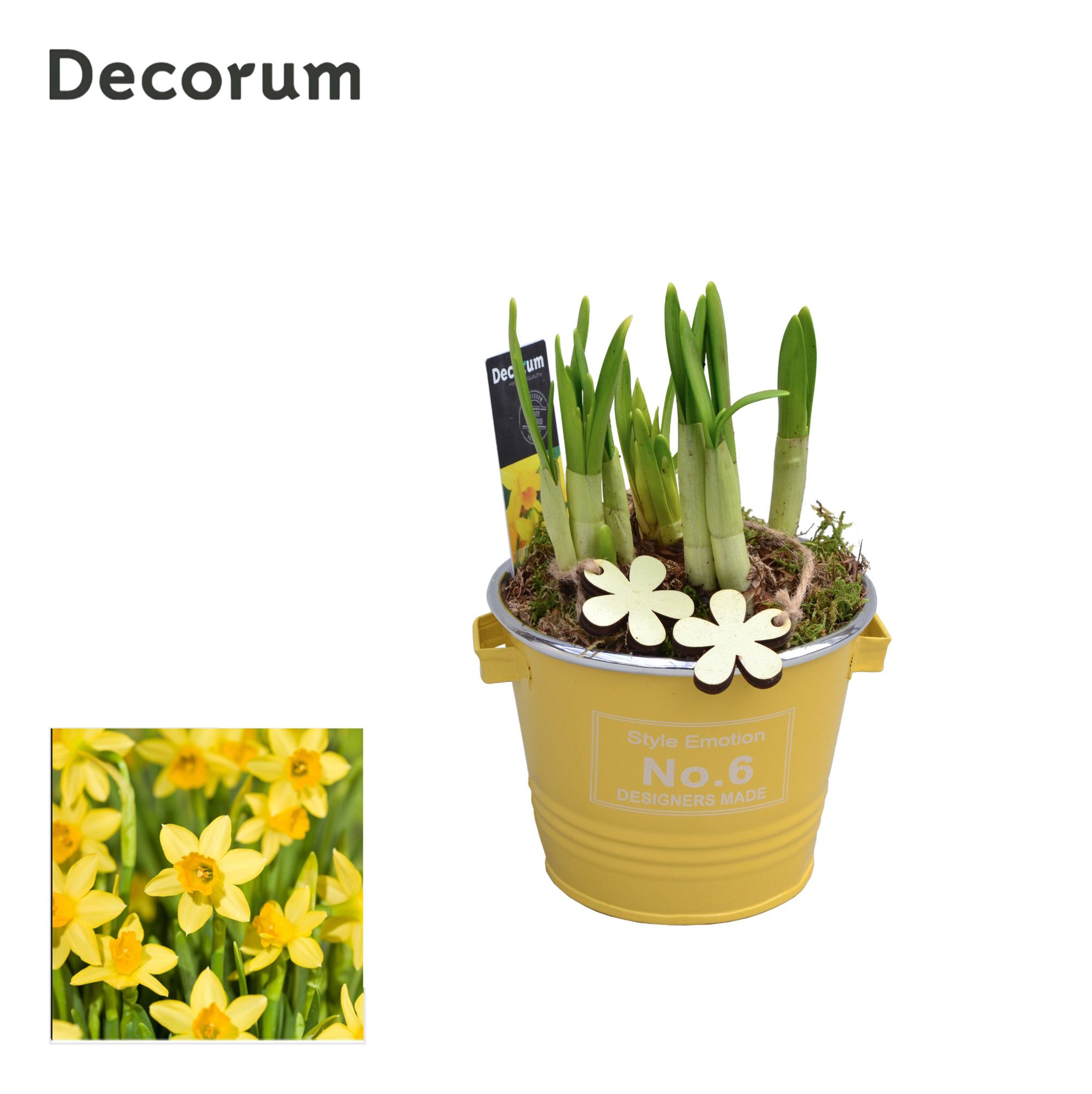 Narcis Colourful Bucket Mini HL10943N, D 10