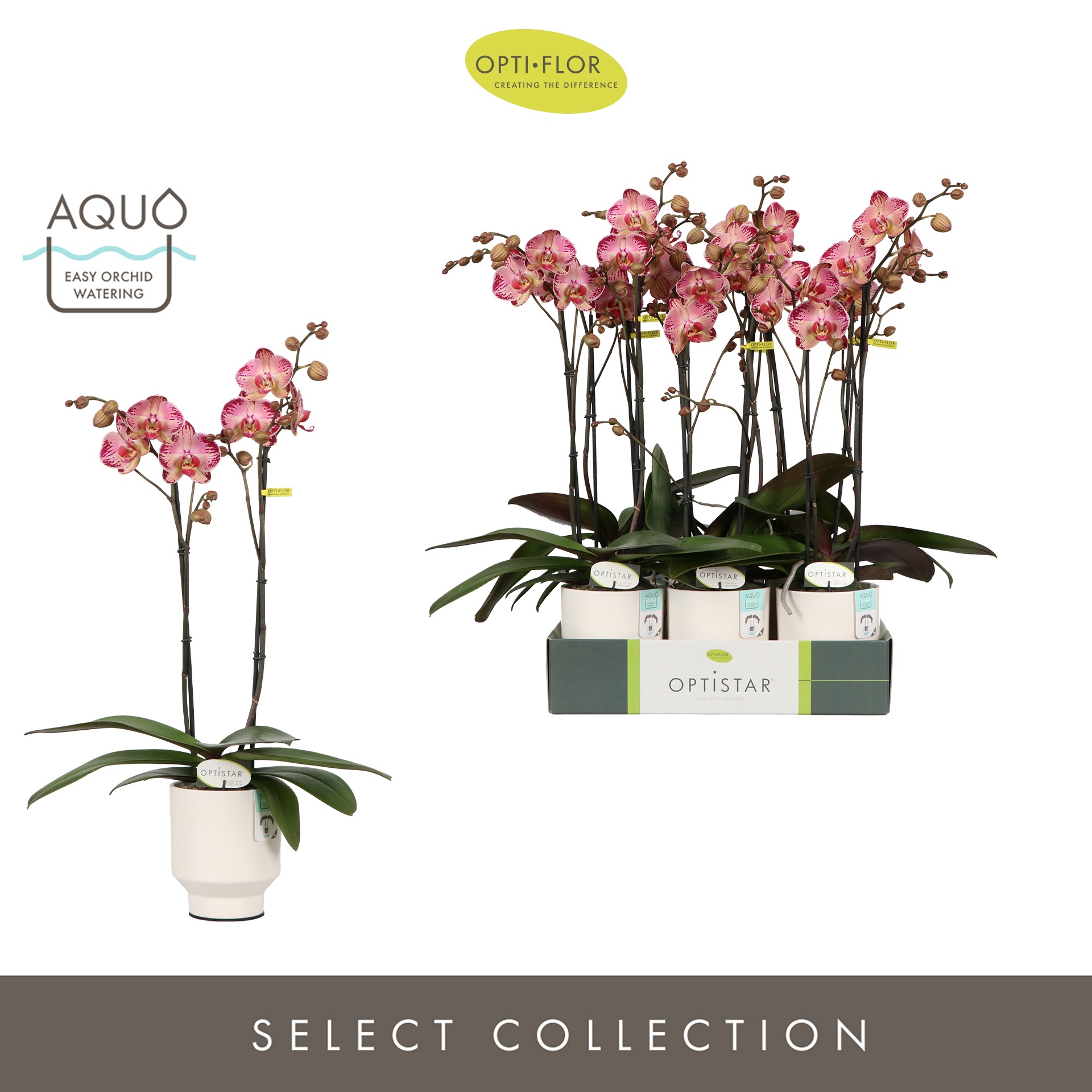 Optistar Gaga 2 spike in Emilia White Aquo, D 12 cm