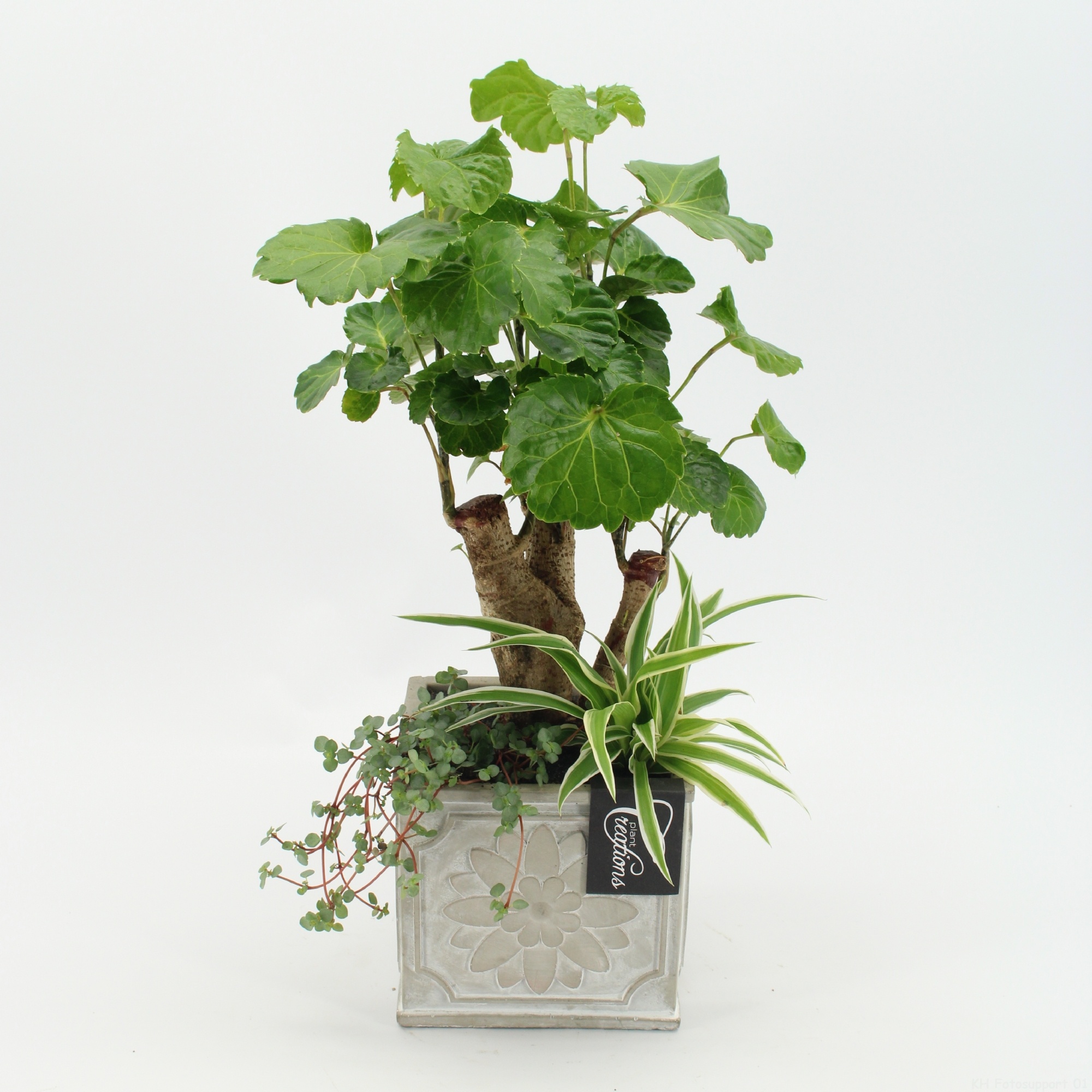 GRCR-2658 Green Essentials, D 13