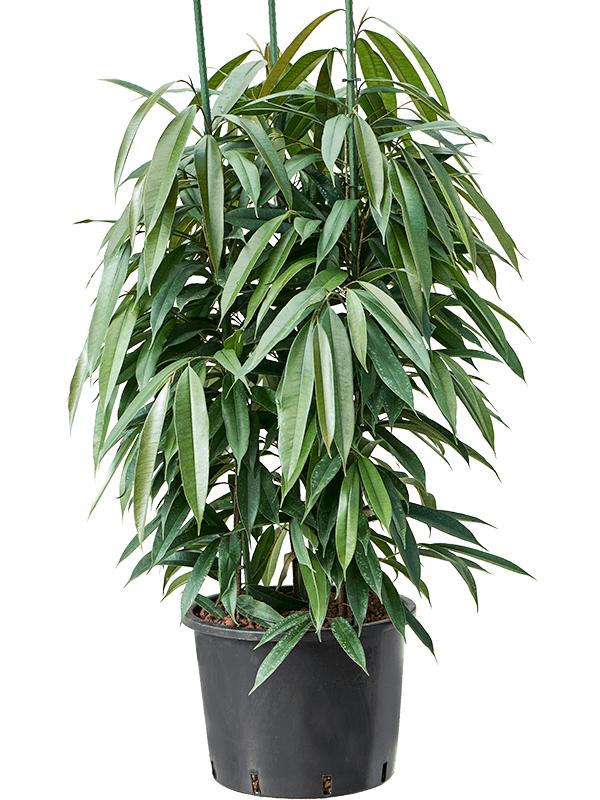 Ficus binnendijkii 'Amstel King', D 32