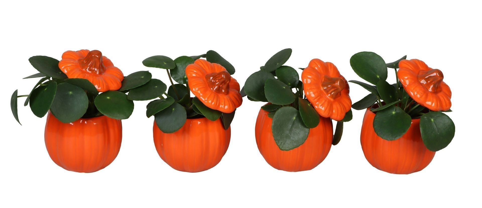 L 66504 With Pilea Peperomides 6 cm, D 6