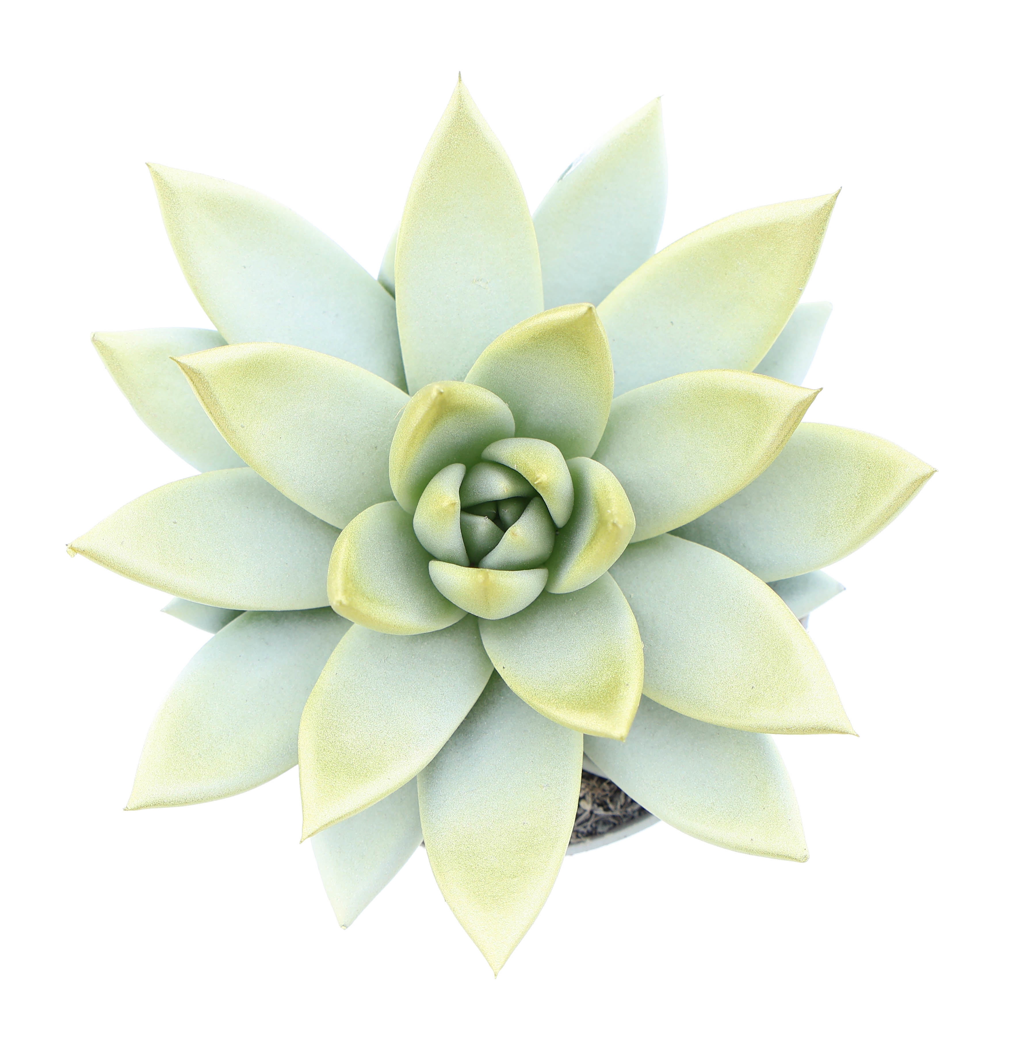 Miranda white + gold tips, D 8,5