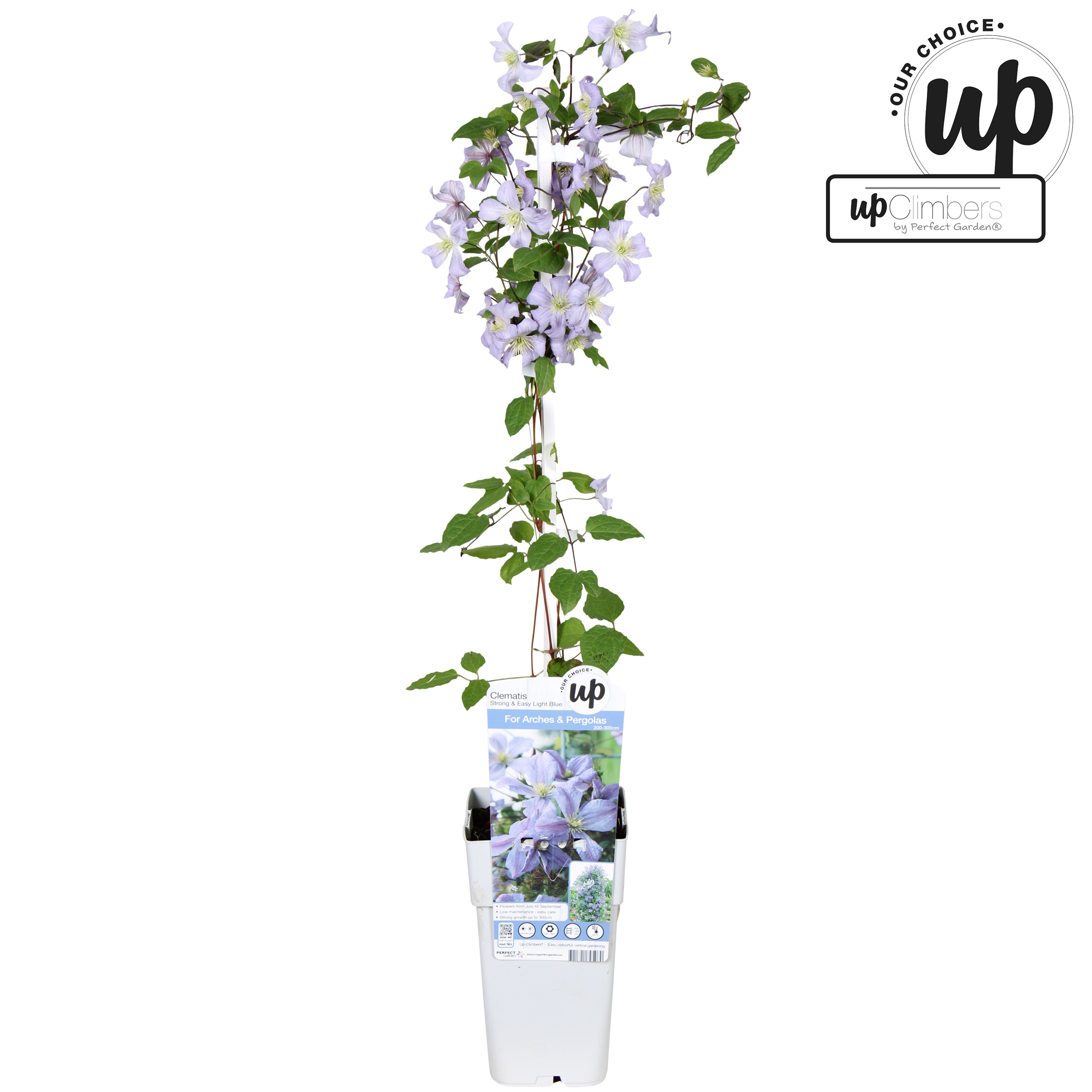 Clematis Strong and Easy Light Blue - Prince Charles P15, D 15